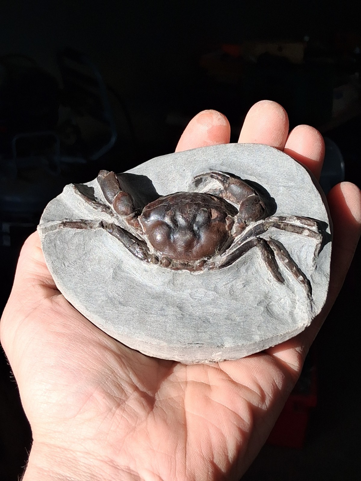 Pulalius Vulgaris Crab Fossil Specimen Washington State