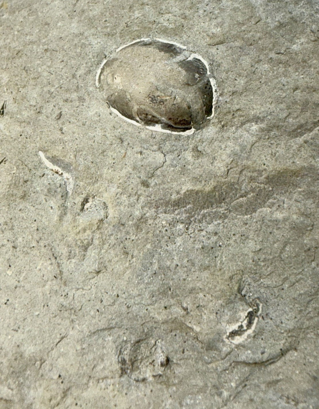 Large 31-lb Paleozoic Fossil Concretion w/Trilobite, Brachiopods, Gastropod poop