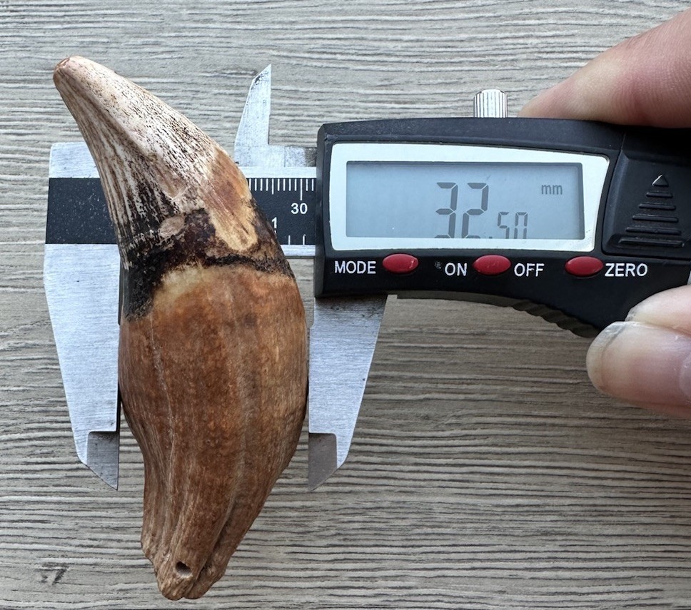 3.8” Ursus Spelaeus 25,000 Years Old Cave Bear Tooth Perfect Condition