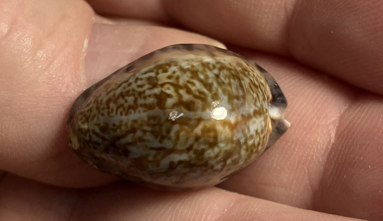 Cypraea collection. 8 shells and 6 species. Great Shape. worldwide collection