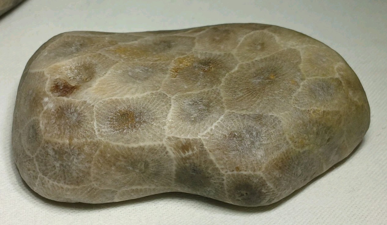 High Pattern Petoskey Stone Lot Natural Great Lakes Michigan Unpolished Fossils