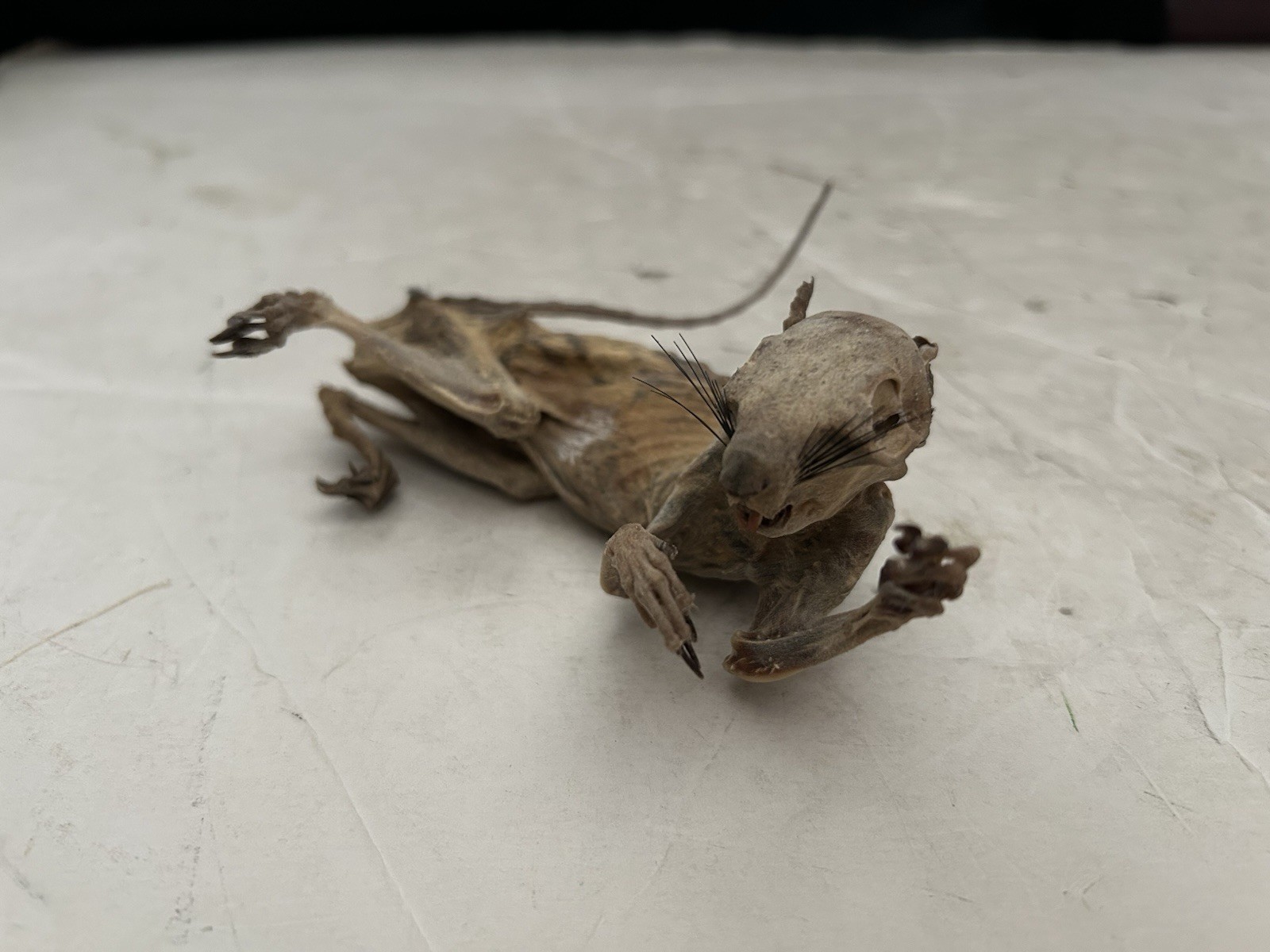 Mummified Baby Squirrel Unusual Unique