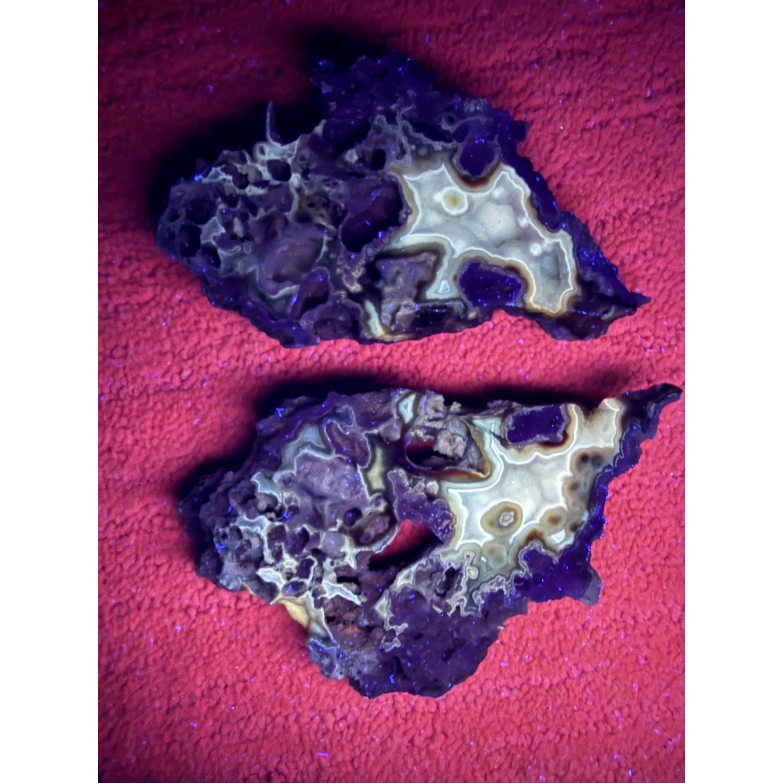 Druzy BLUE Agatized Coral Geode Pair Aucilla River Florida Fluorescent