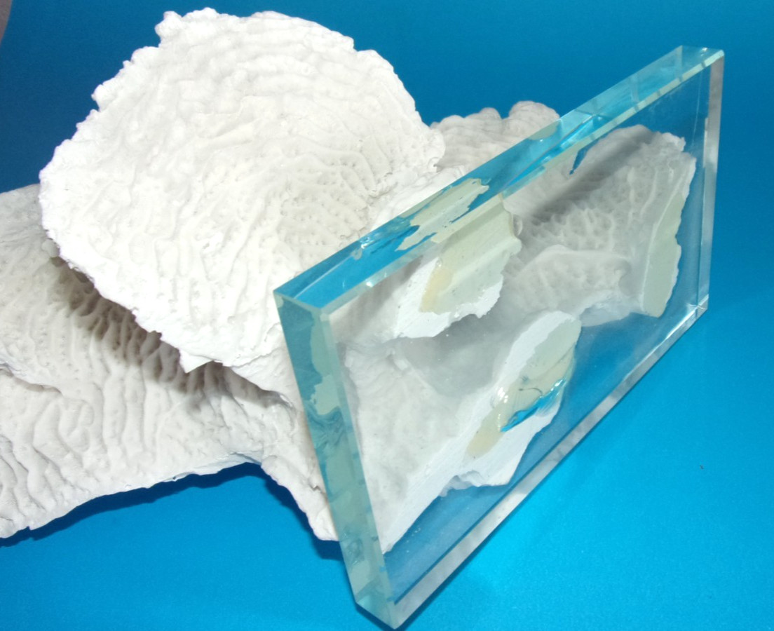 Beautiful Natural White Coral Reef with Glass Base, Authentic Specimen 10" x 7"