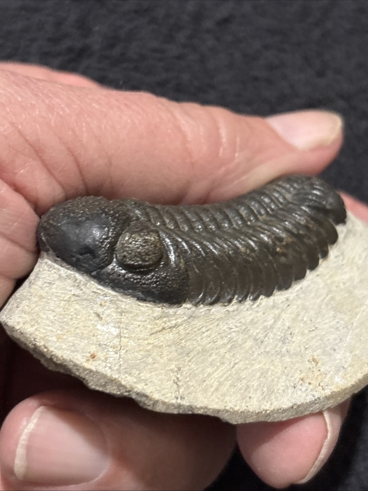 Nice Tight 2+ Inches Phacops. Laid Out Beautifully. Resto On Nose