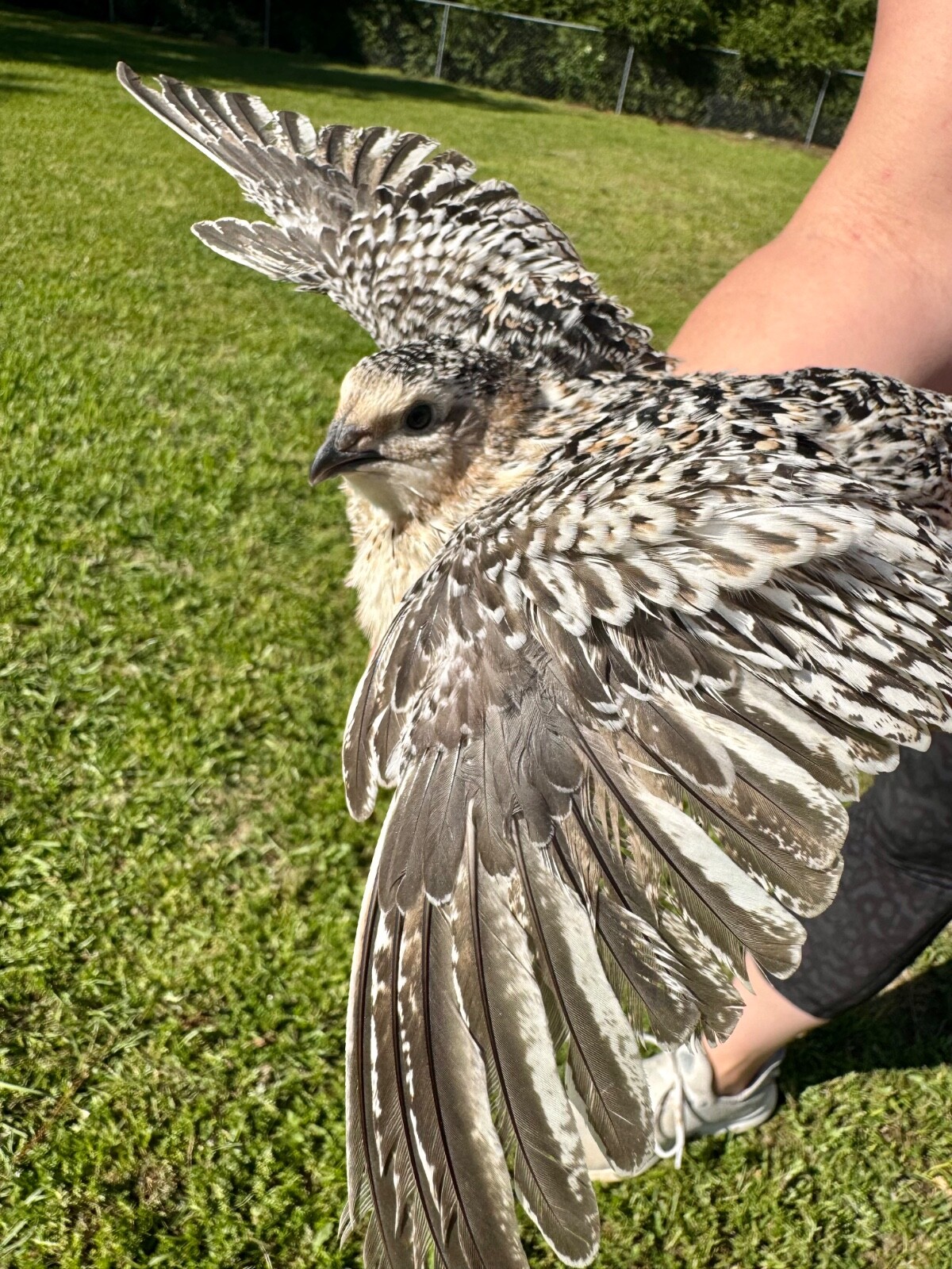 30+ RARE COLORS Coturnix Quail Hatching Eggs NPIP AI Free