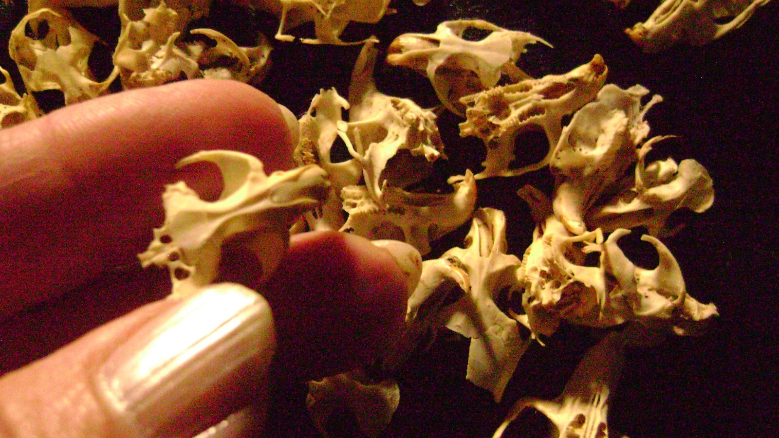 30 BROKEN RAT SKULLS real animal bones head skeleton taxidermy art crafts lot