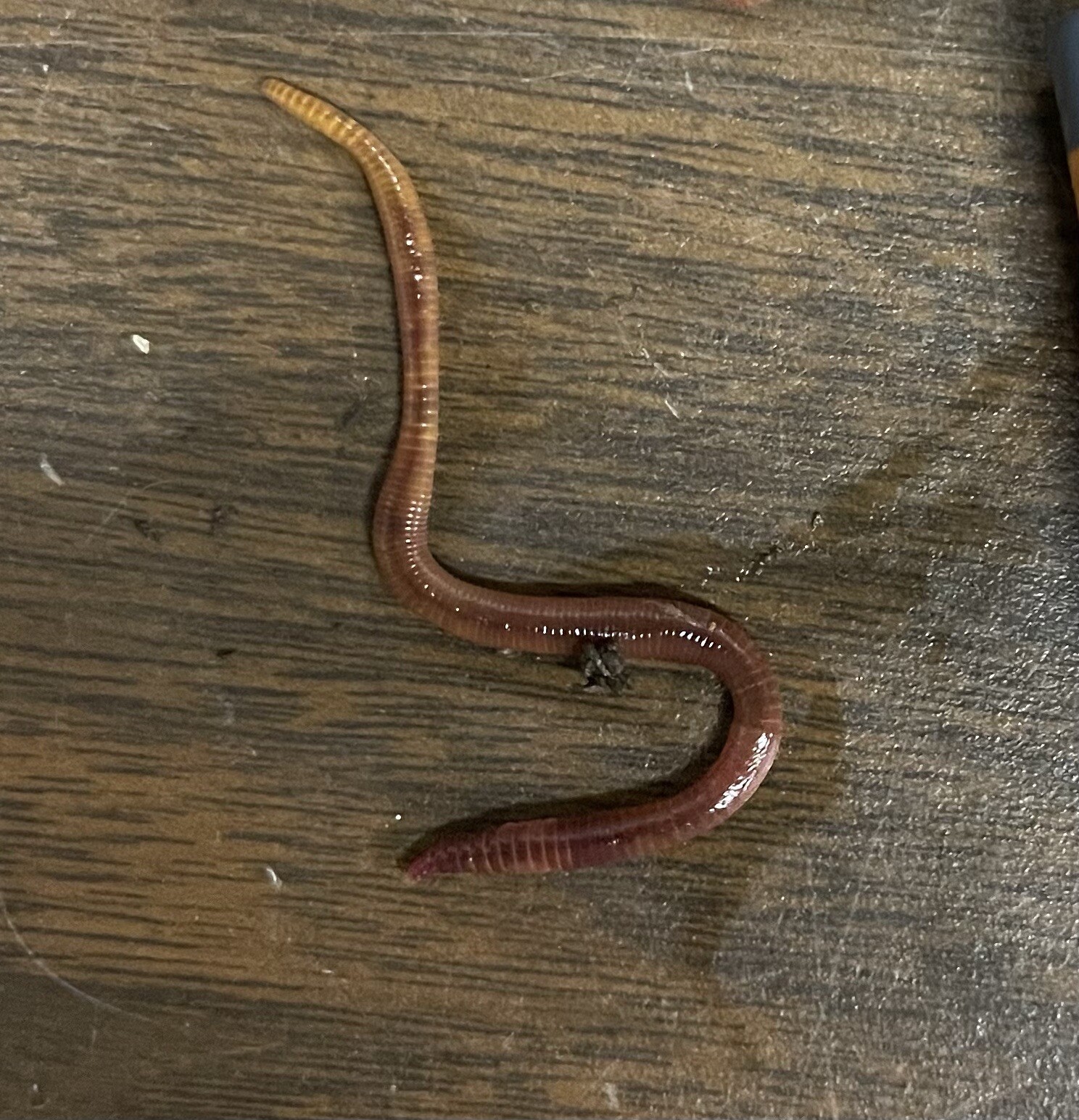 500 Premium Live Red Wiggler Worms, Composting Worms Vermiculture High Quality