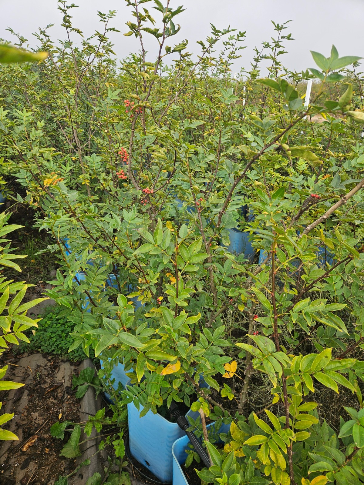 Sichuan Chinese pepper tree 花椒树苗