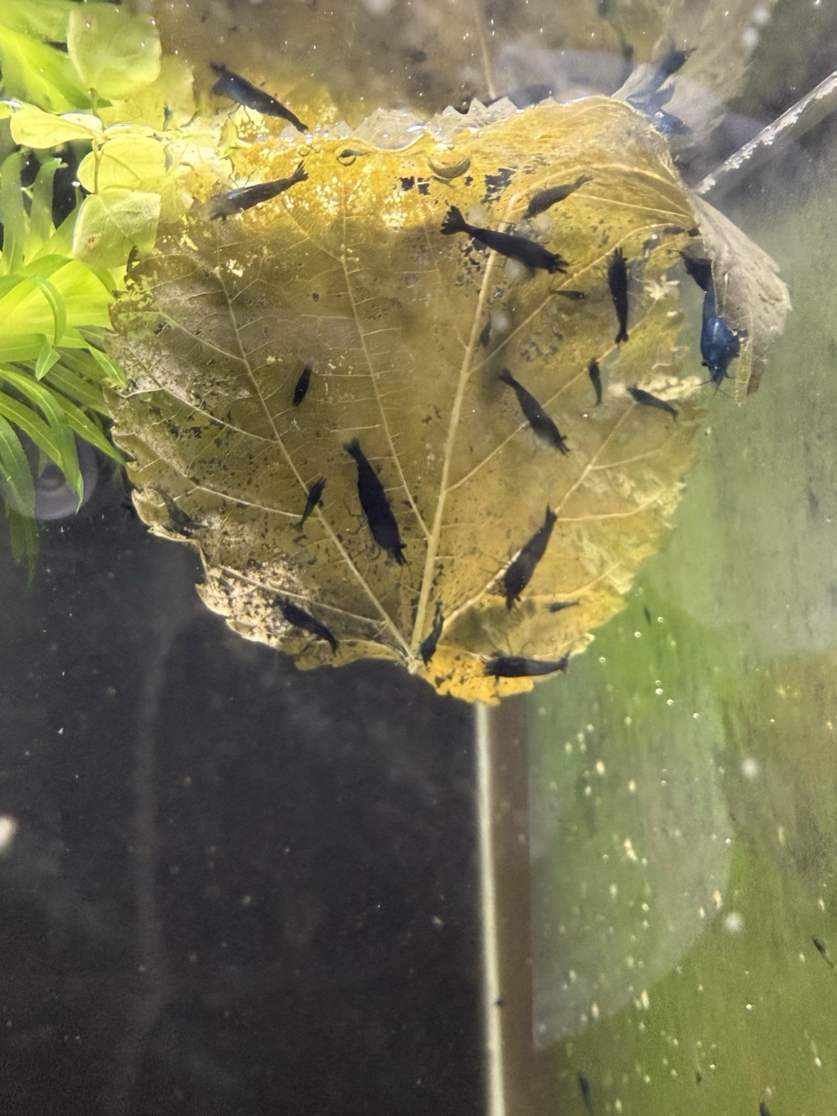 Dry ORGANIC Mulberry Leaves - Ready to add directly to your Aquarium.