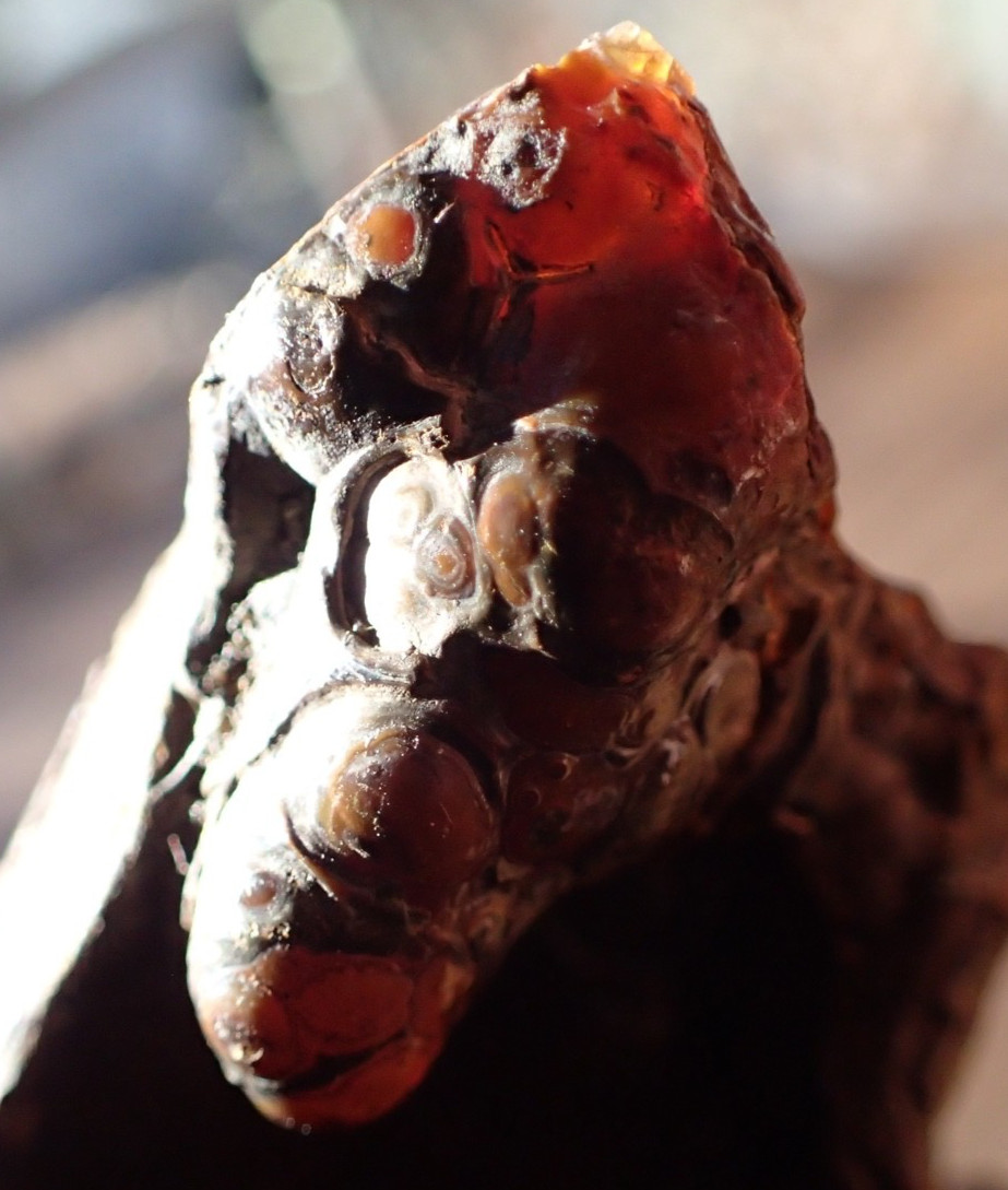 Botryoidal Fossil Coral Geode Fragment GA Agate Amber Cabbing Specimen WC58