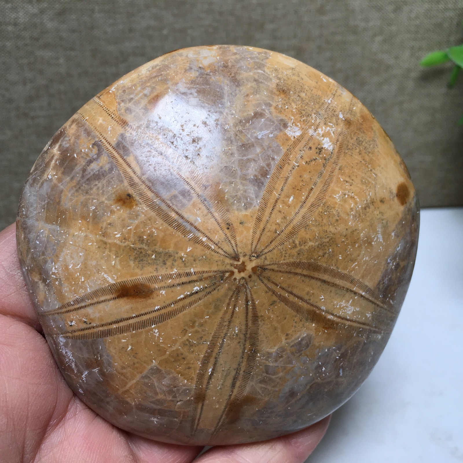 174g Natural Polished sand dollar Crystal Specimen fb770