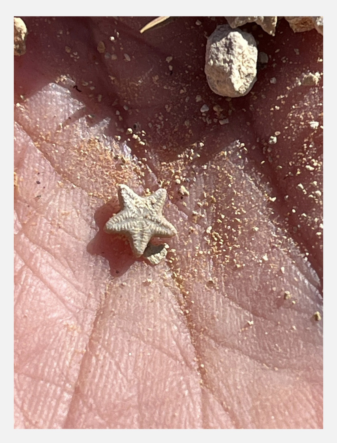 Utah Fossil Star Crinoid Pentacrinus Jurassic Age Echinoderm