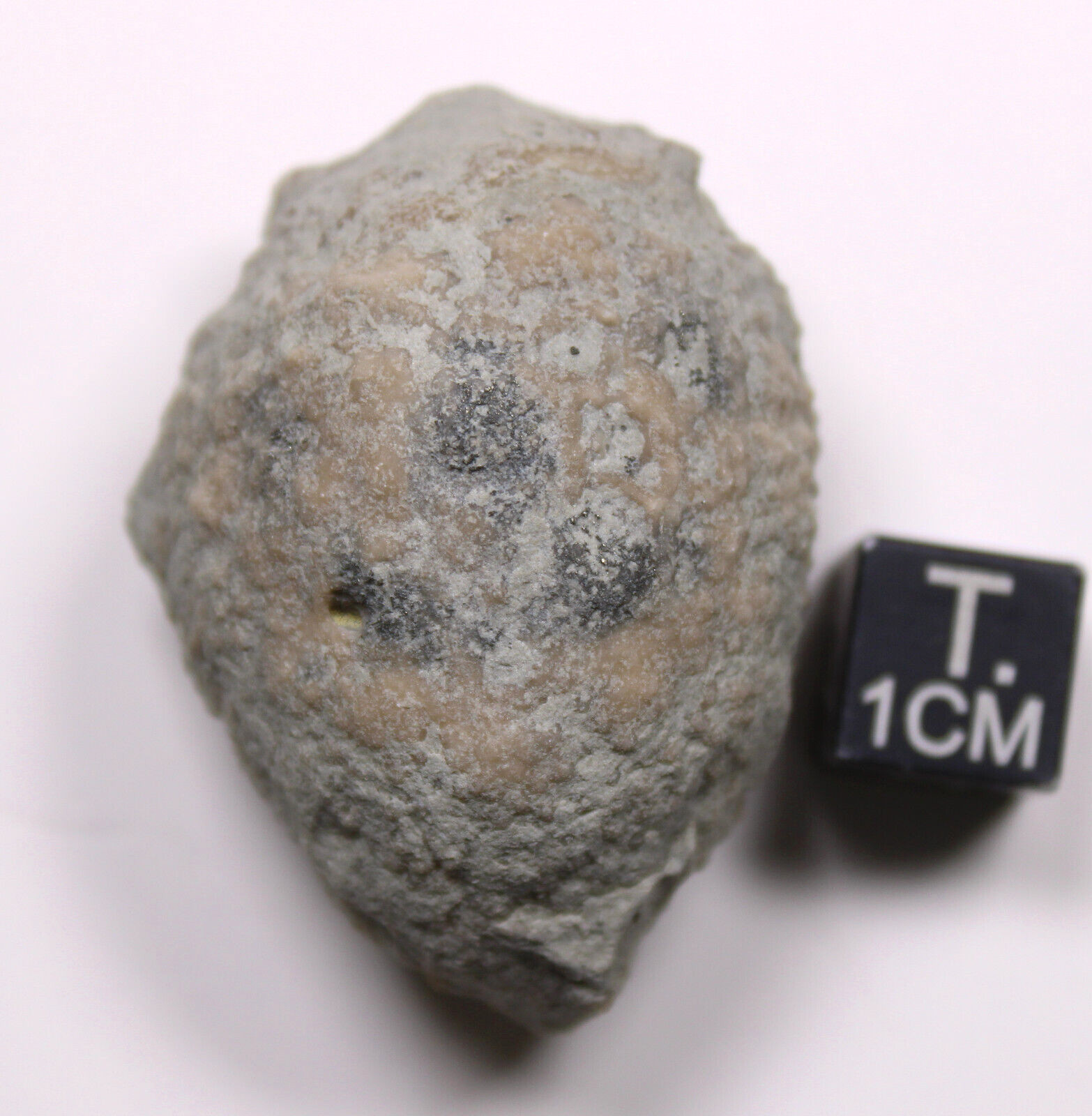 Holocystites scutellatus Silurian Cystoid Fossil Indiana Massie Shale