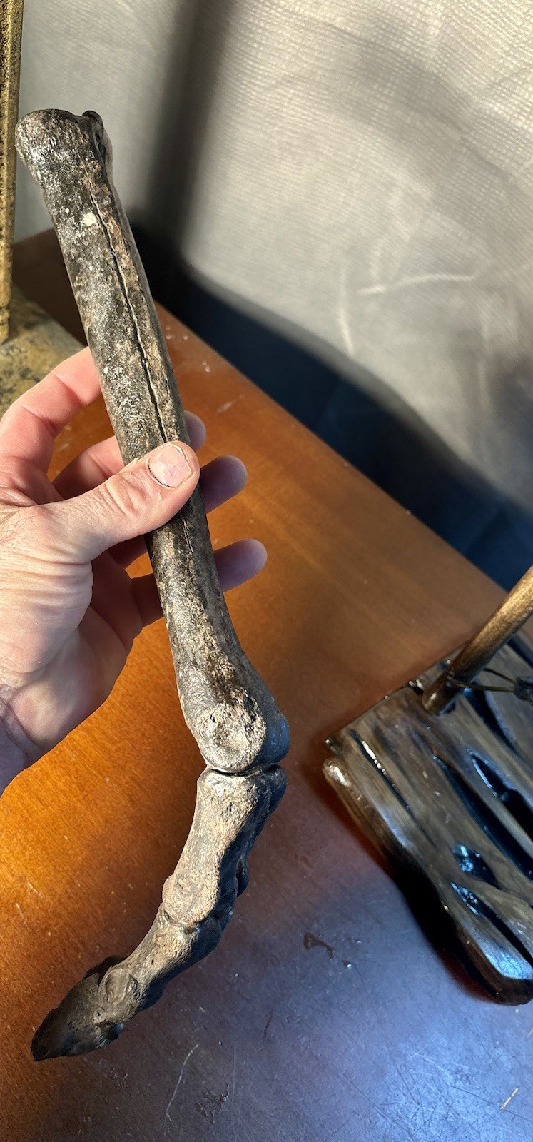 World Class Fossil Camel Leg Mount on Pecky Cypress Wood Stand Florida Fossils