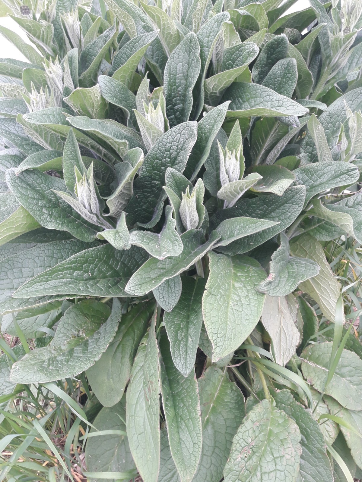 Comfrey root cuttings LIVE 4   3 to 4" live roots bocking 4