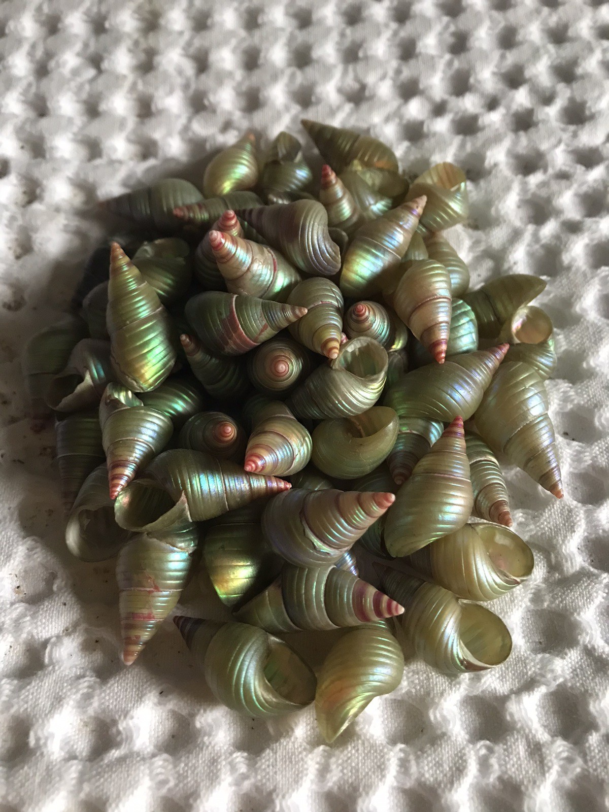 A BOX OF 20 KING MAIREENER SHELLS