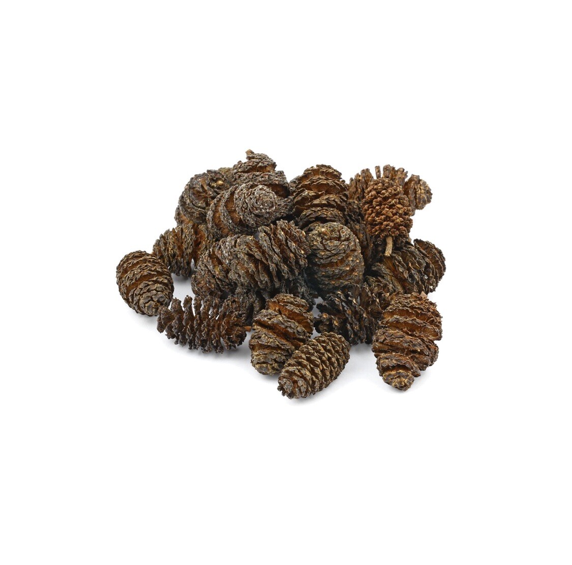 25 Alder Cones Shrimp PH