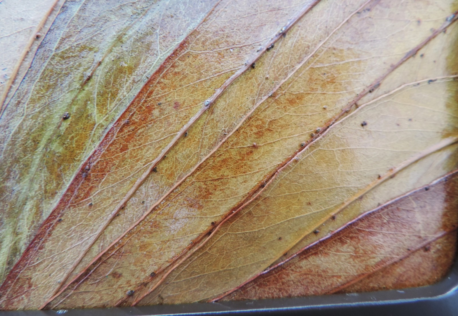 Ilaria Logi 'Southern Cross' Australia Sterling Silver 925 Map Puzzle w Box Rare