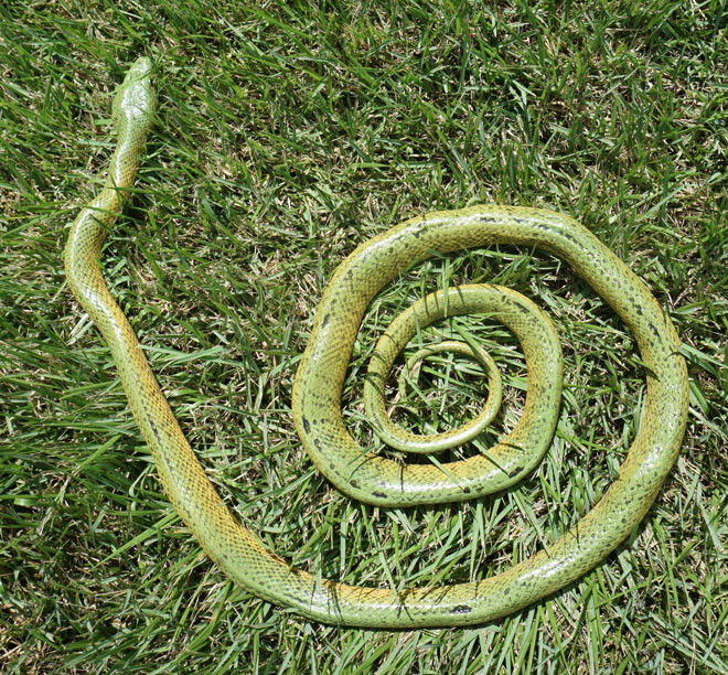 Green Mamba -52" Realistic Snake Replica - Rubber AAA