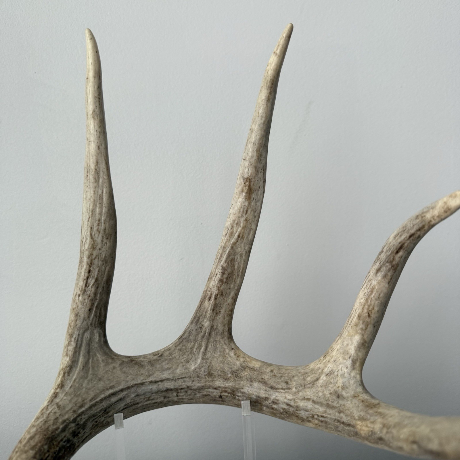 Wild Whitetail Deer Antler Shed Horn Rack Decor 5 Point Man Cave Decor 66"