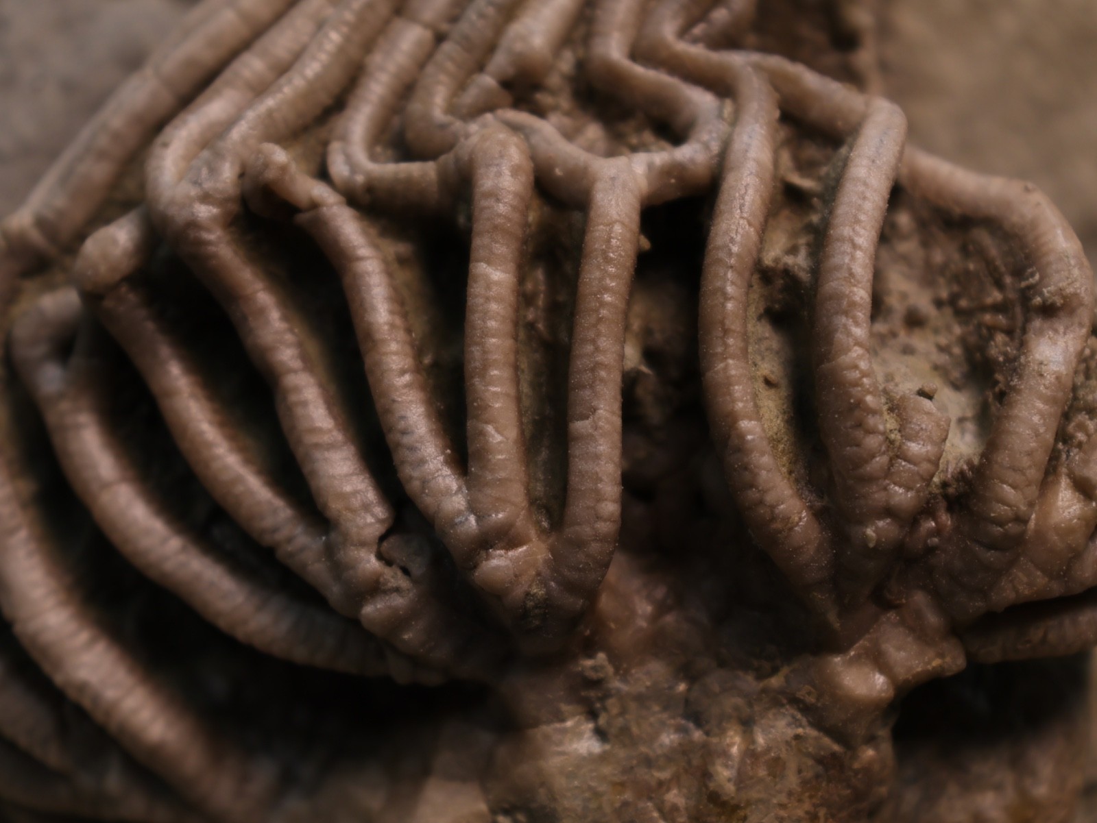 Actinocrinites gibsoni Crinoid Fossil, Crawfordsville, IN