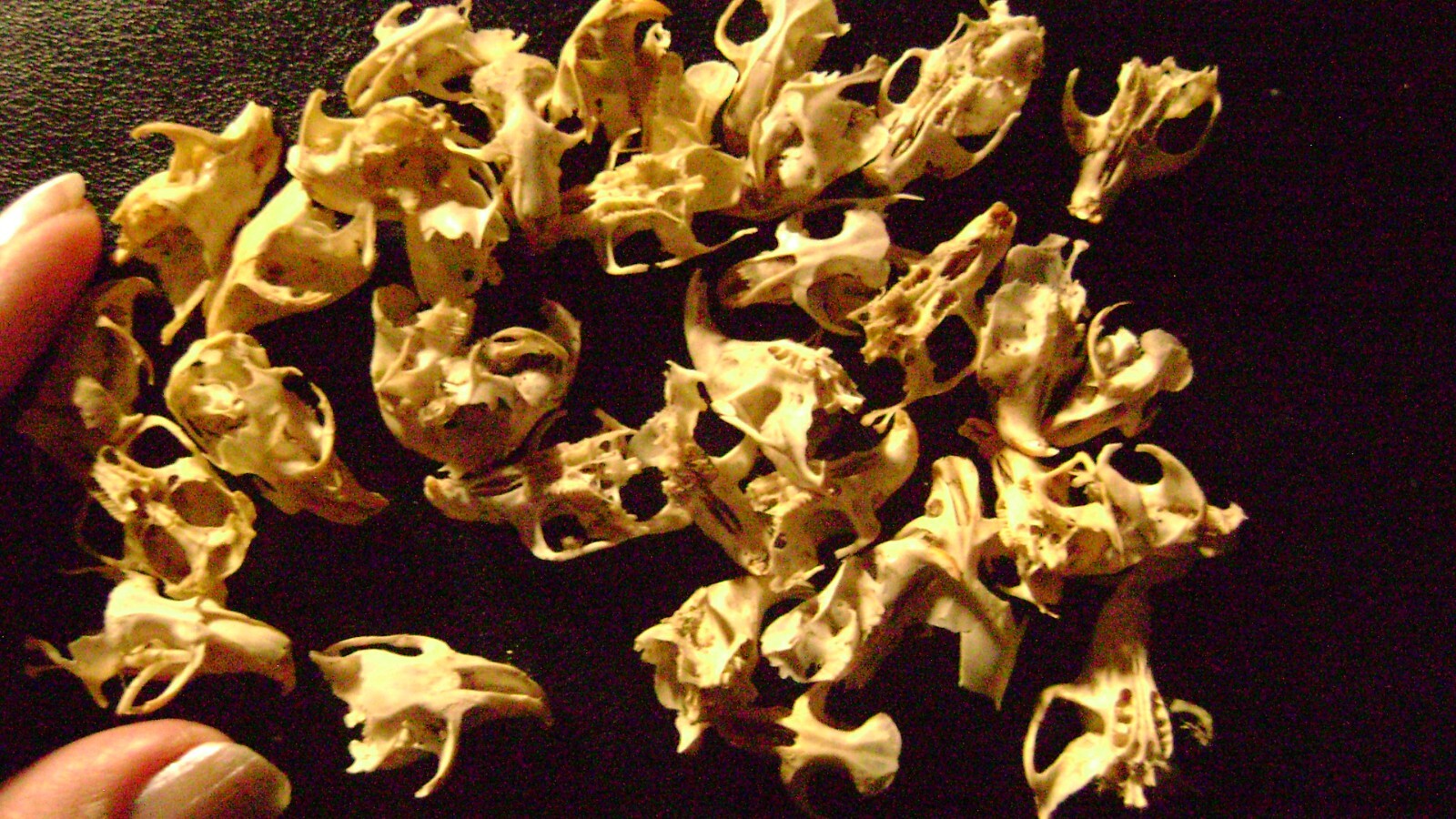 30 BROKEN RAT SKULLS real animal bones head skeleton taxidermy art crafts lot