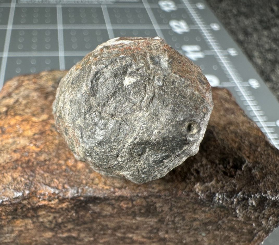 ➤ 7/8 Inch CYSTOID Fossil Specimen - Isle of Montreal Canada VIDEO➤159