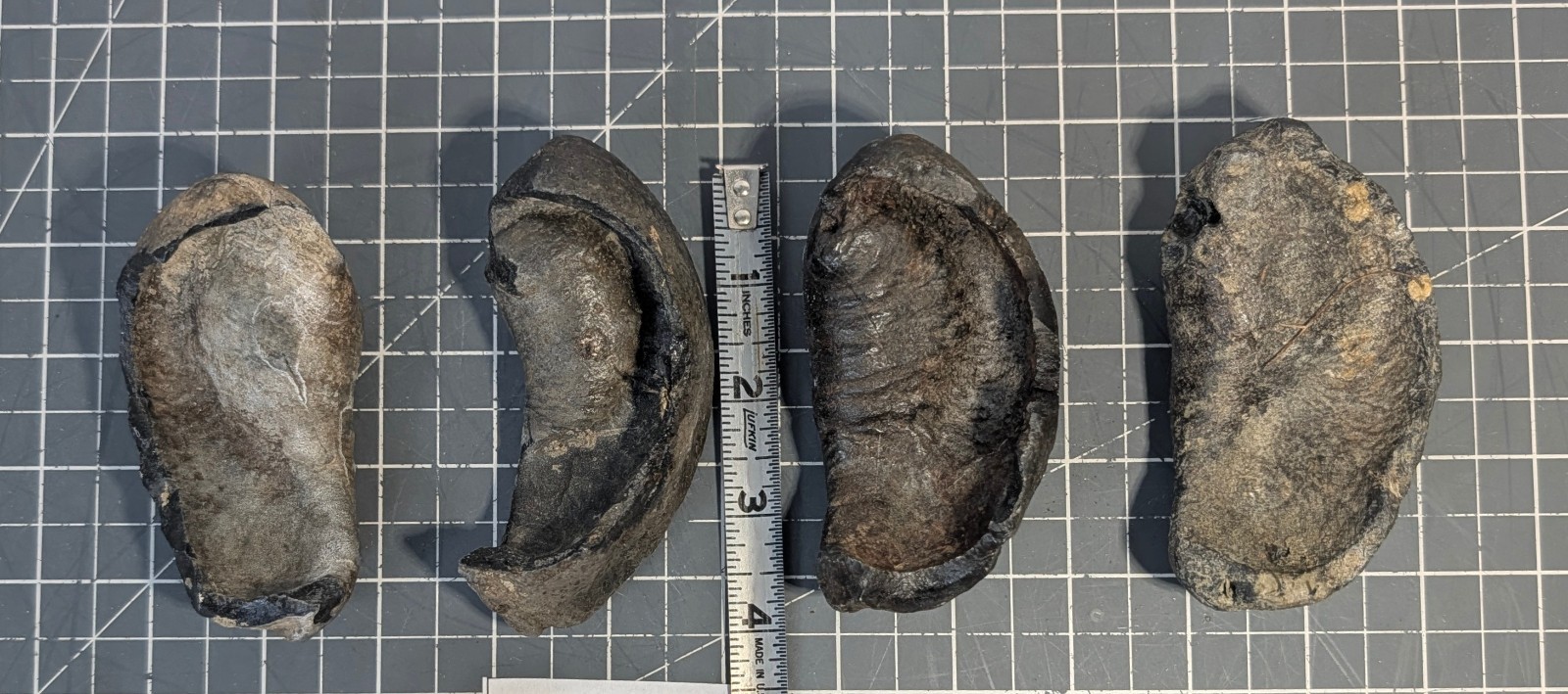 ** (RARE) (4) Fossilized Whale Ear Bones (~860g) AQ-08