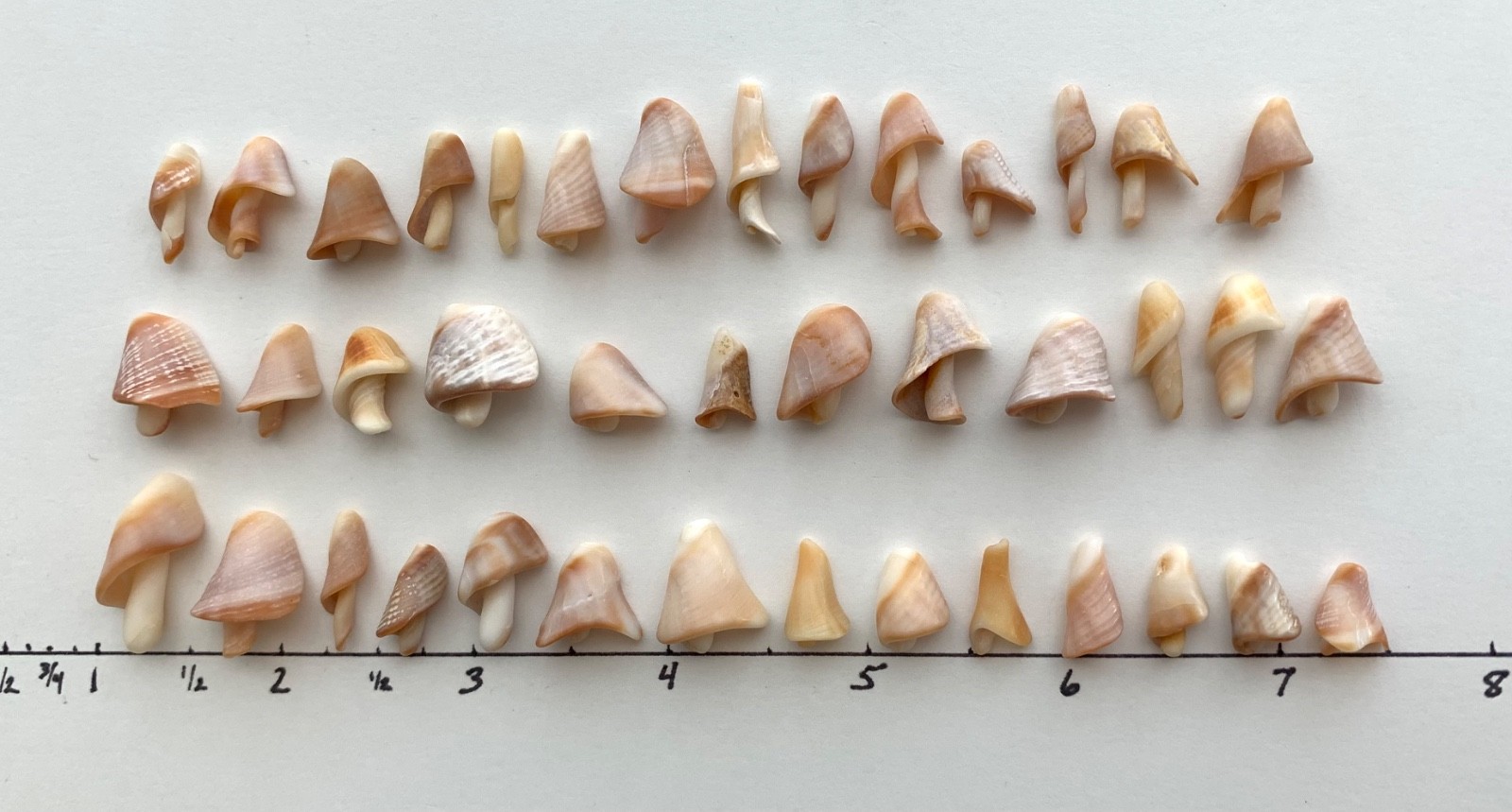 40 Mushroom Shell Beach Seashells Tree Natural Shaped Fragment Craft Dollhouse B