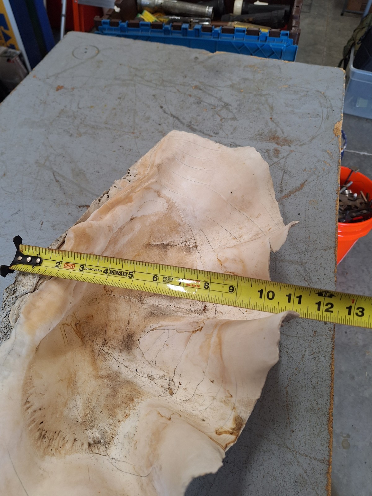 Giant Natural Clam Shell 23 Lbs 19-1/2” Wide Authentic Shell