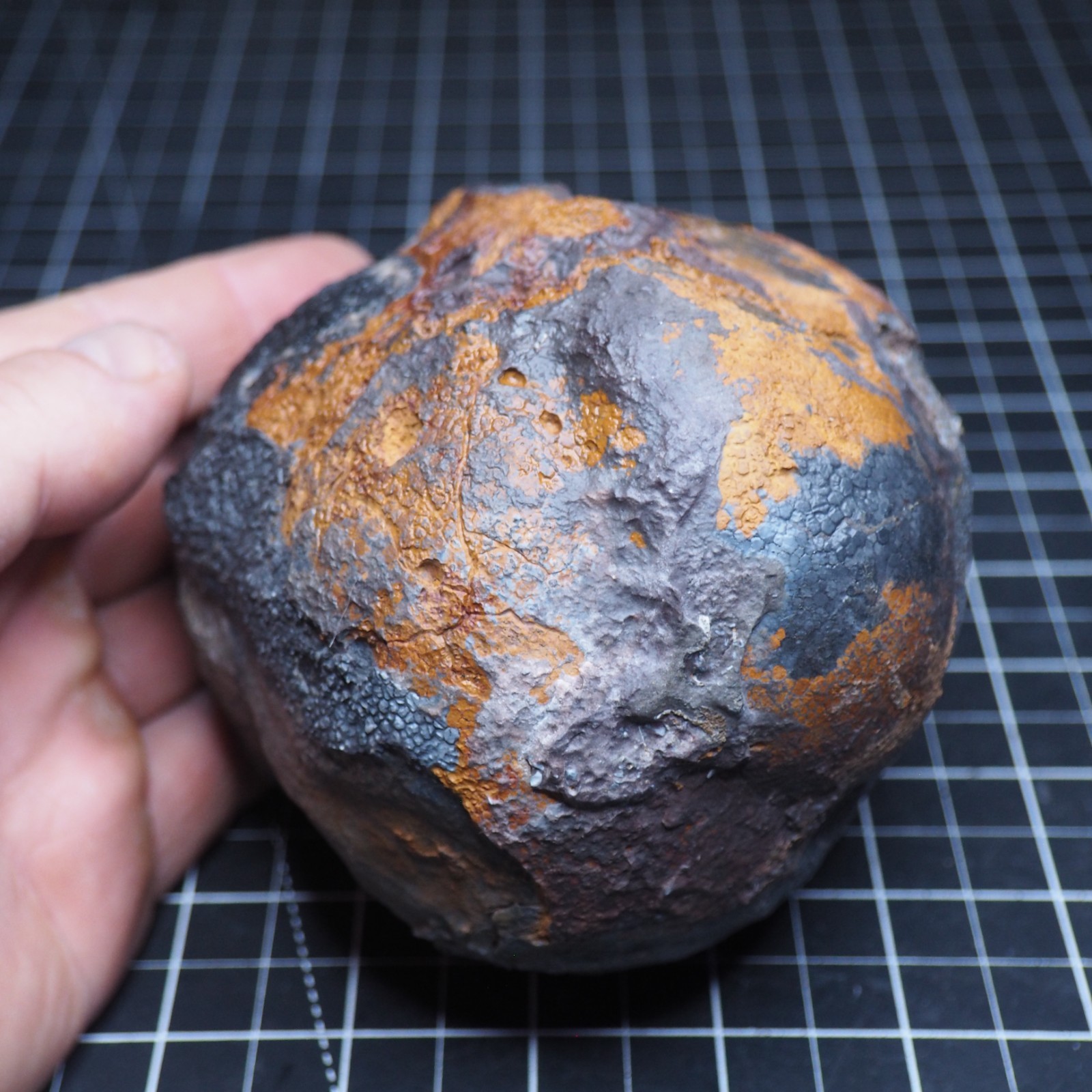 Large 1.8 kg Lobolith Scyphocrinites Crinoid Floating Devonian Fossil Morocco