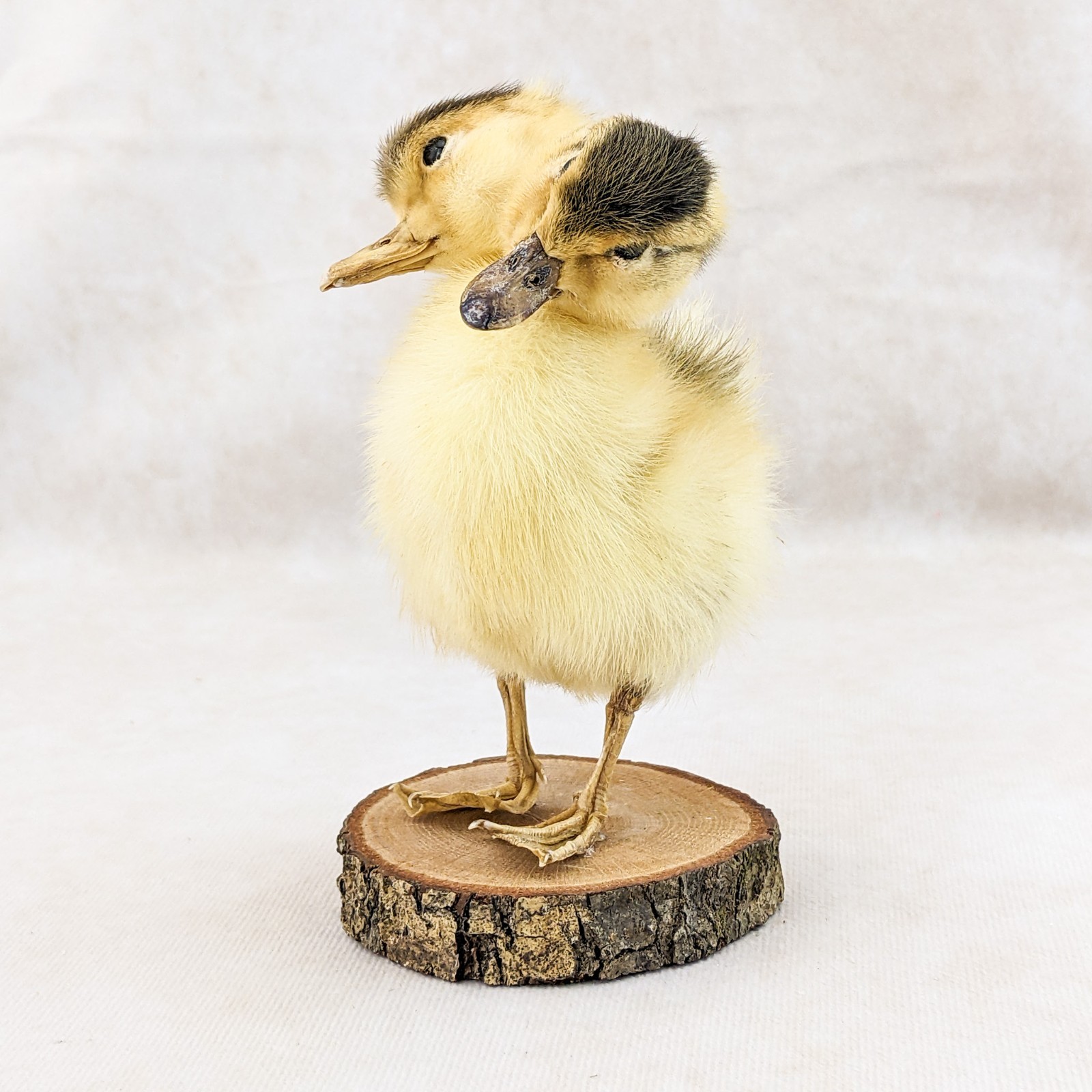 Two Headed Duck Duckling standing on wood species: Anas Platyrhynchos domesticus