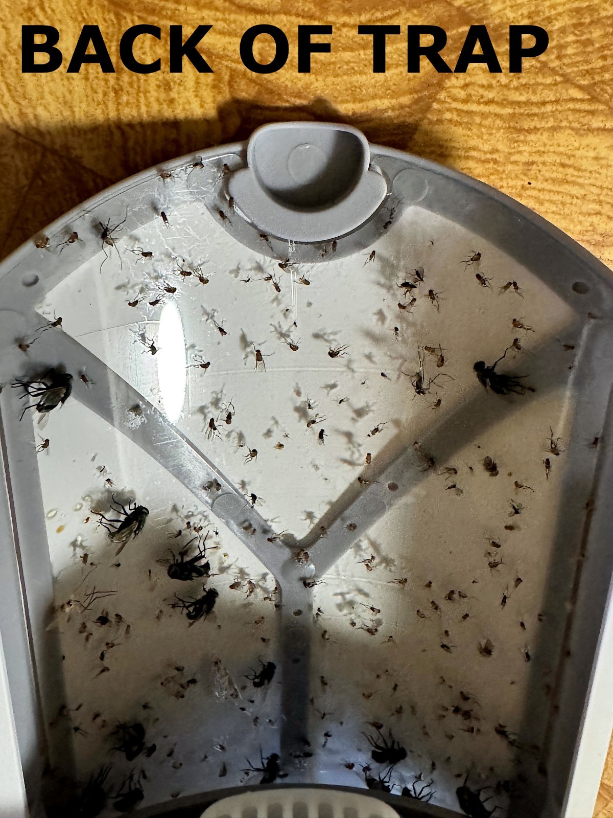 Indoor Plug-In Fruit Fly Insect Trap for Flies, Gnats, Bugs, Dimmable UV Light