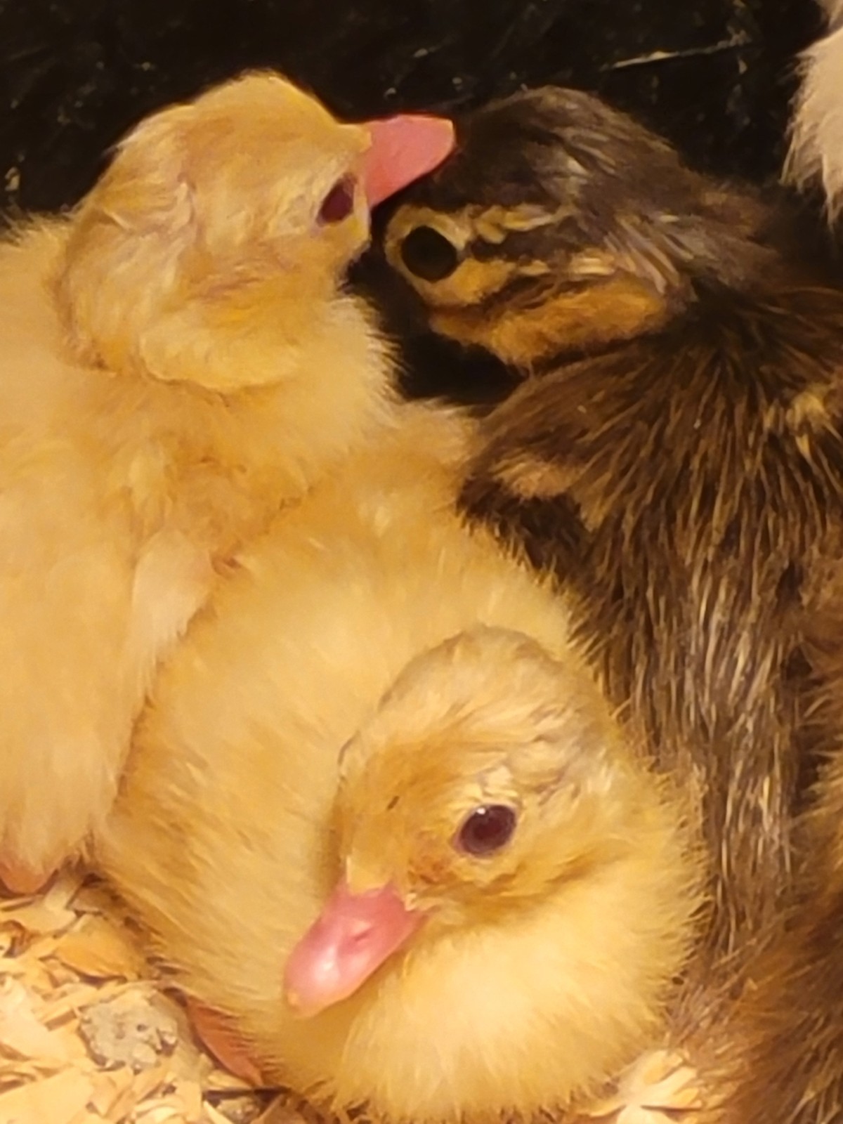 6+ Mandarin Duck Hatching Eggs. PRESALE!! Ship late April/May NPIP