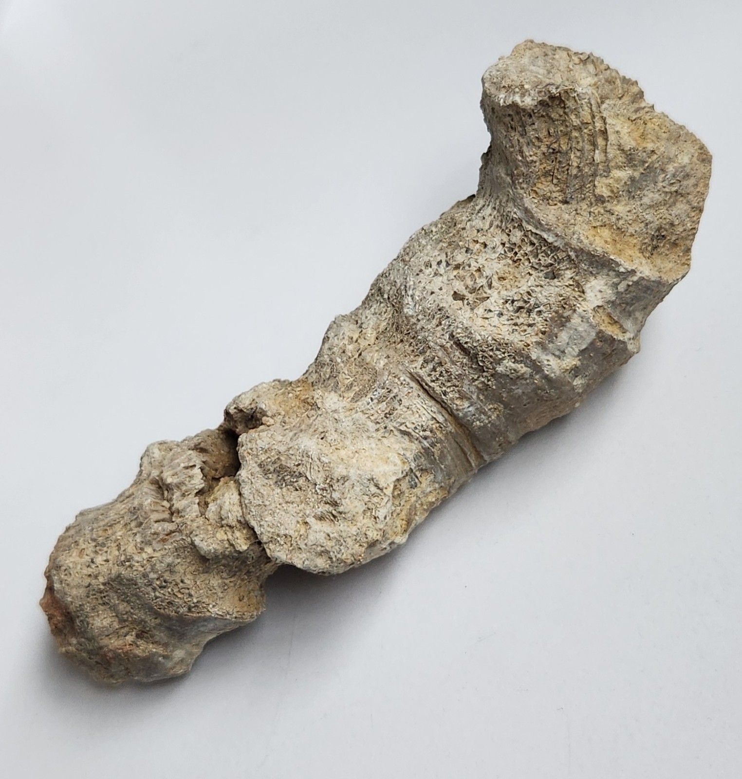 5" 216g Fossil Horned Coral Central Texas Pennsylvanian Display Specimen