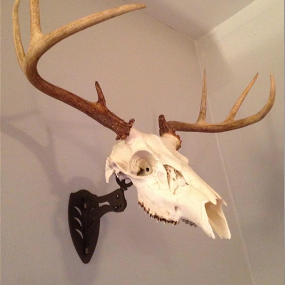 Dorighary European Deer Skull Hanger Little Trophy Mount Kit for Taxidermy Black