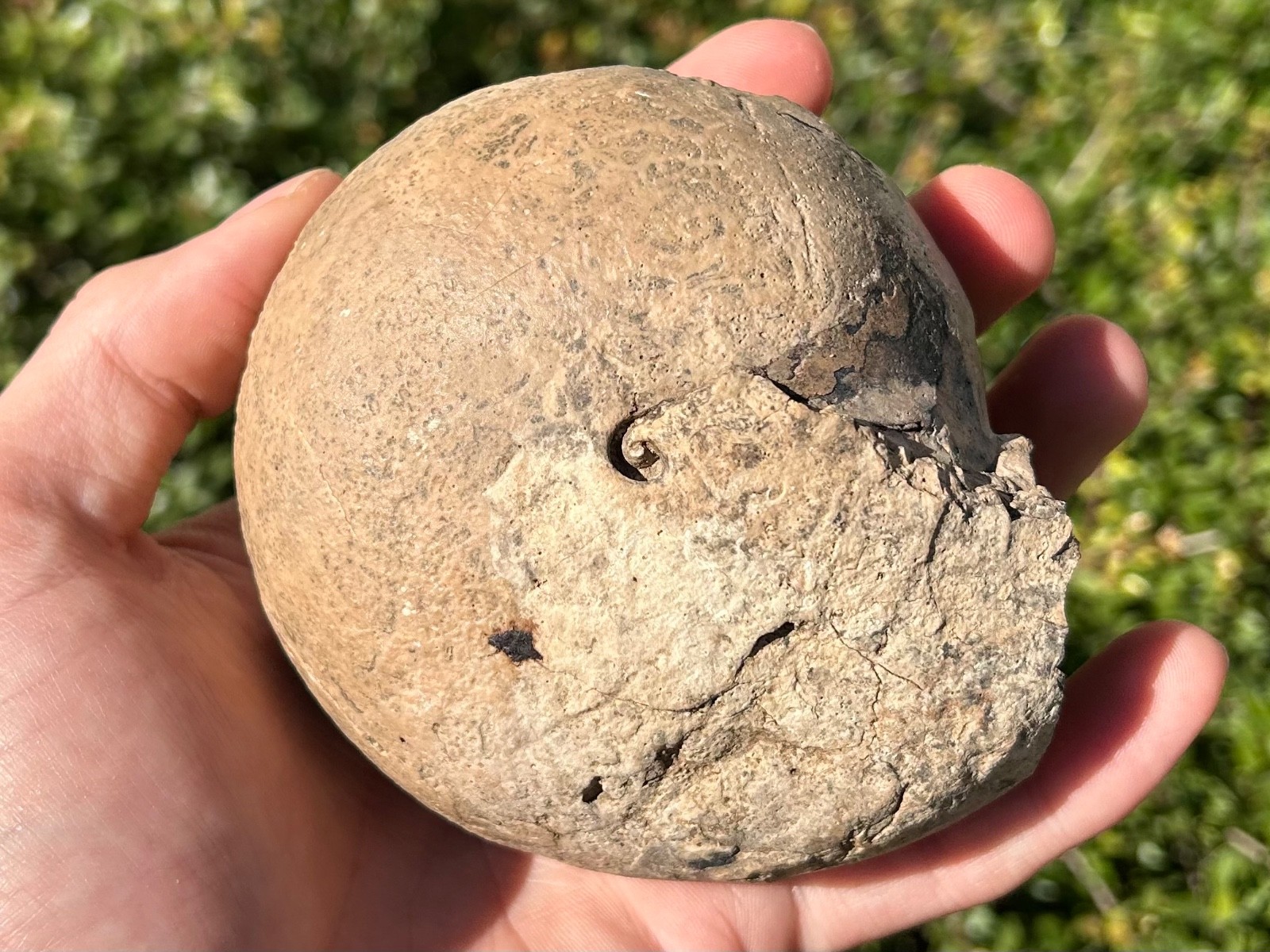 Indonesia Fossil Ammonite Permian Age Timor HUGE