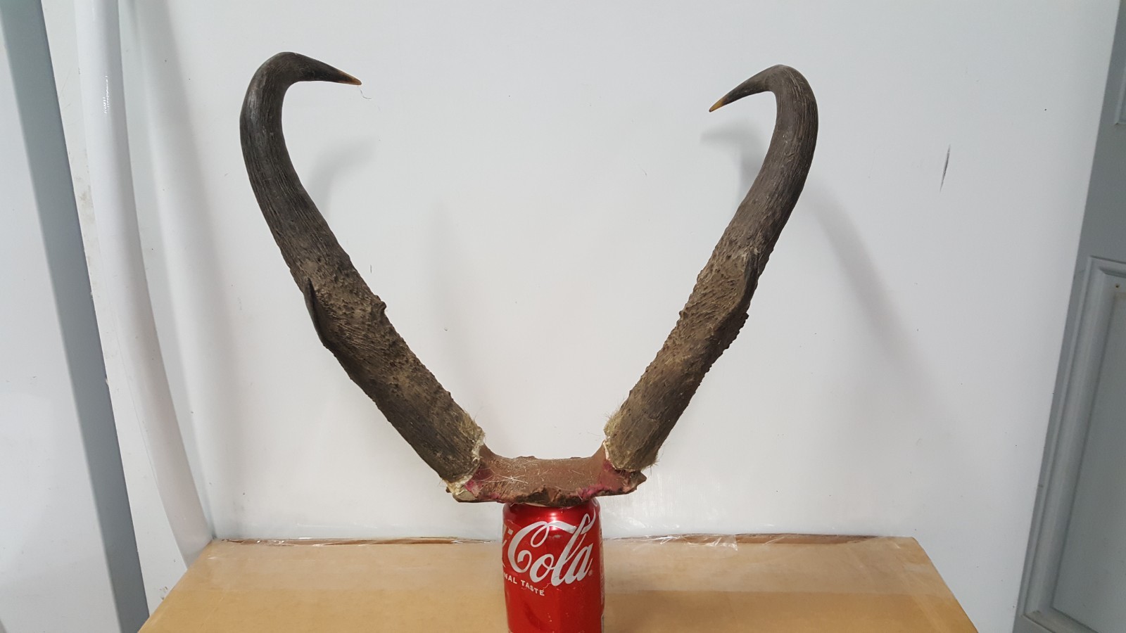 IVORY TIPPED 15+" TALL PRONGHORN ANTELOPE HORNS antlers mule whitetail elk deer