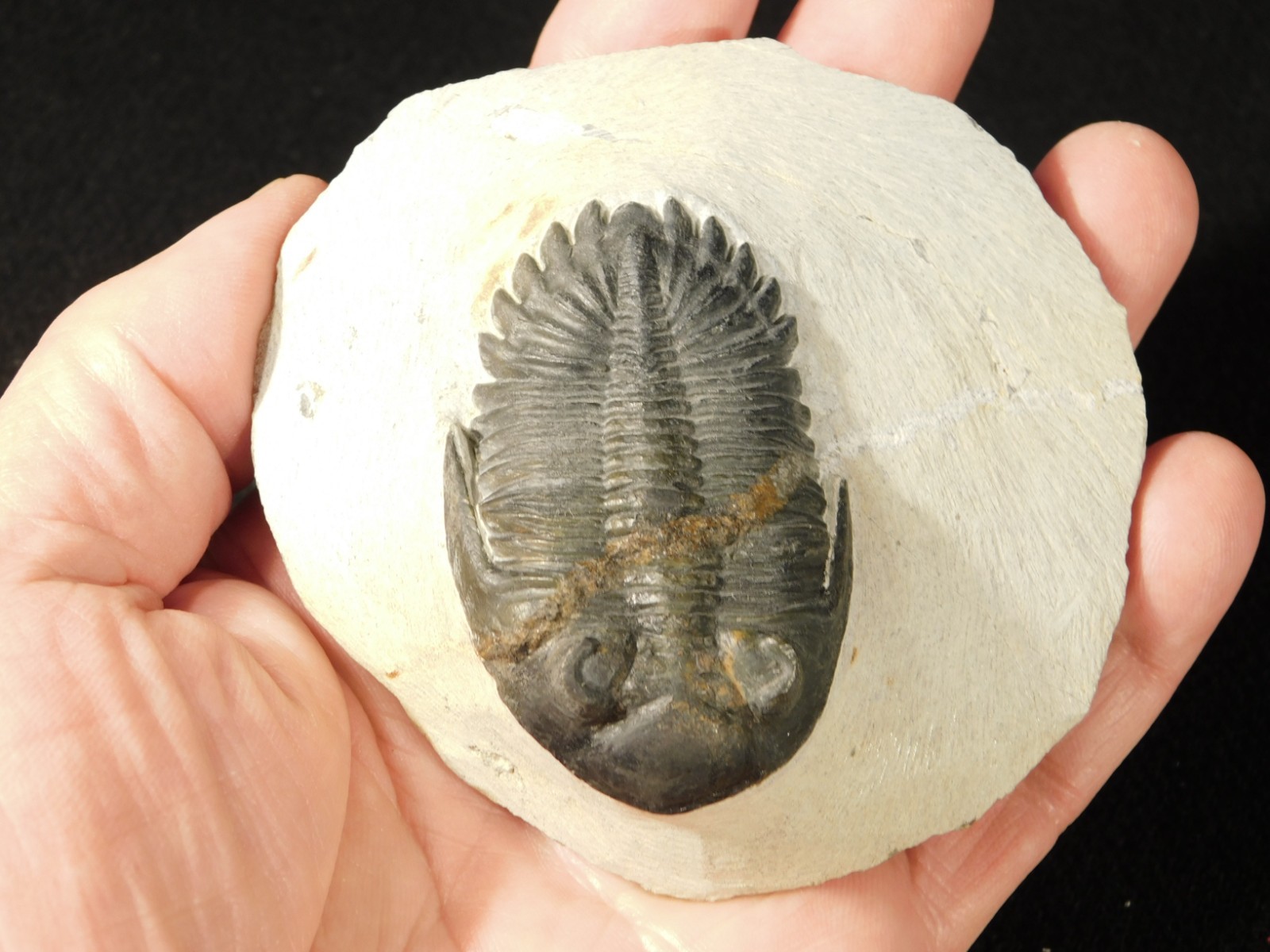 LARGER! Hollardops TRILOBITE Fossil Nice and 100% Natural Morocco 289gr