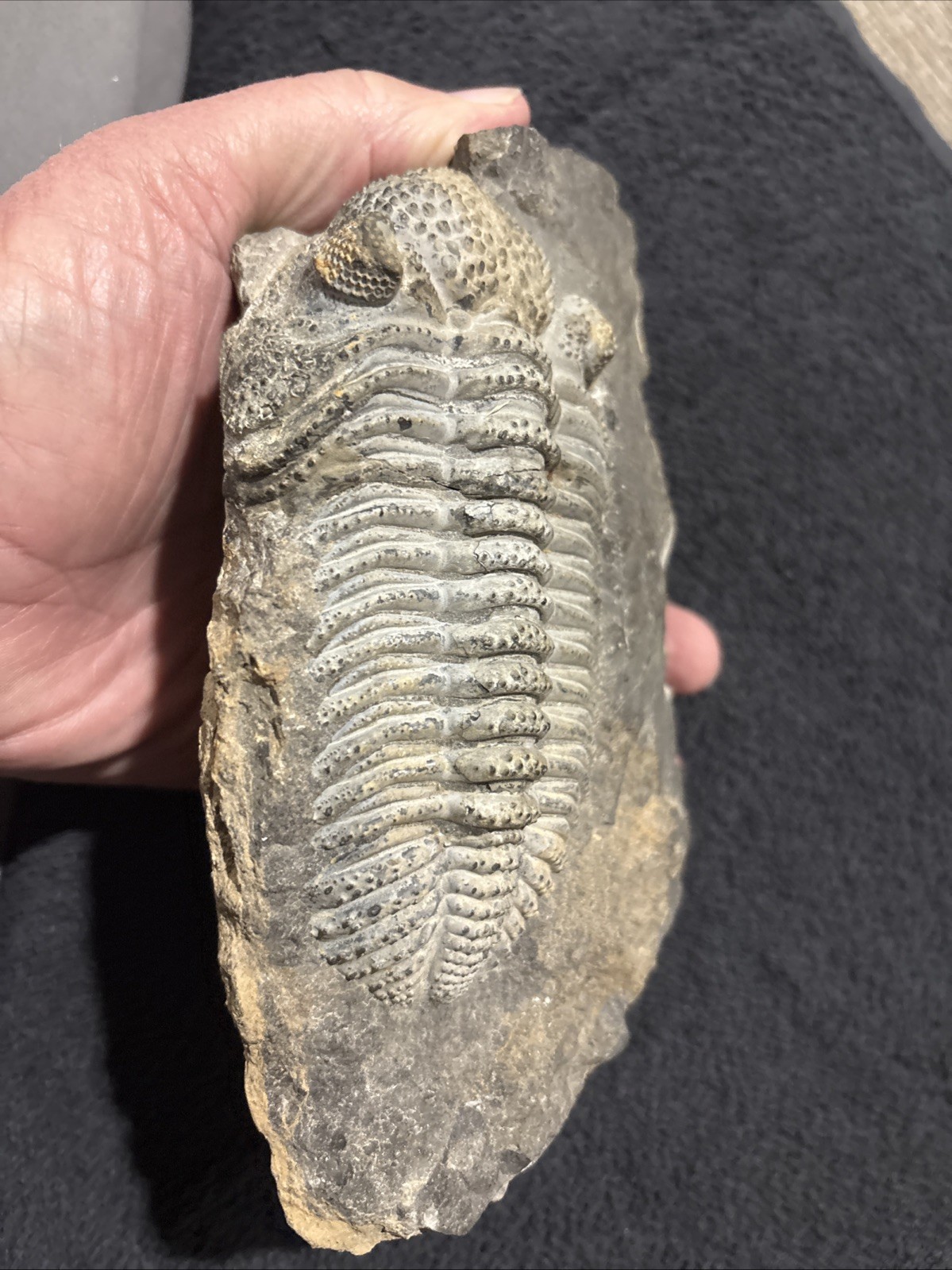 Exceptional Drotops 5 1/2 Inches, Right Side Still Encased Near Pristine