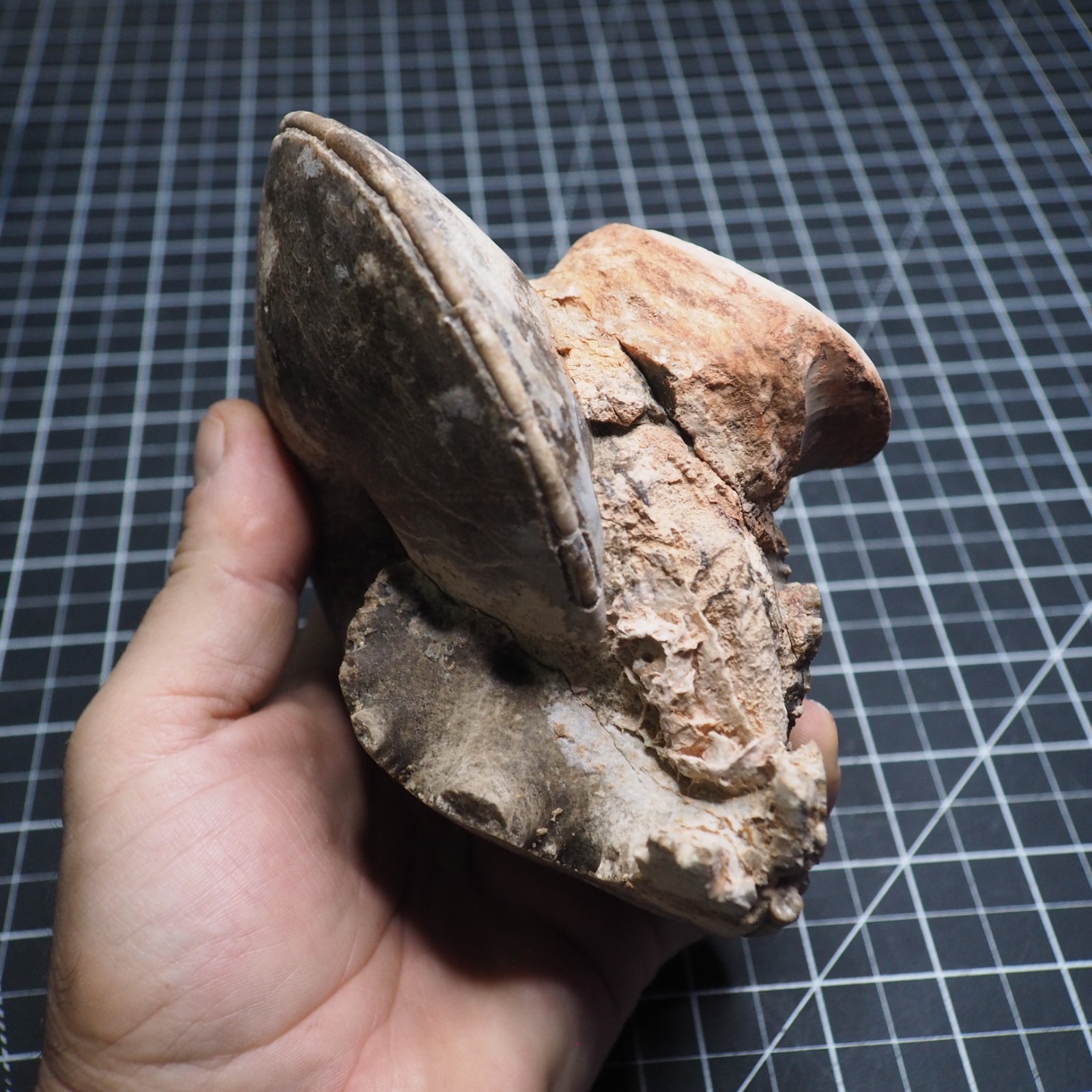 Study Specimen Choffaticeras Ammonite 155 mm 1.7 kg Fossil Siphuncle Cretaceous