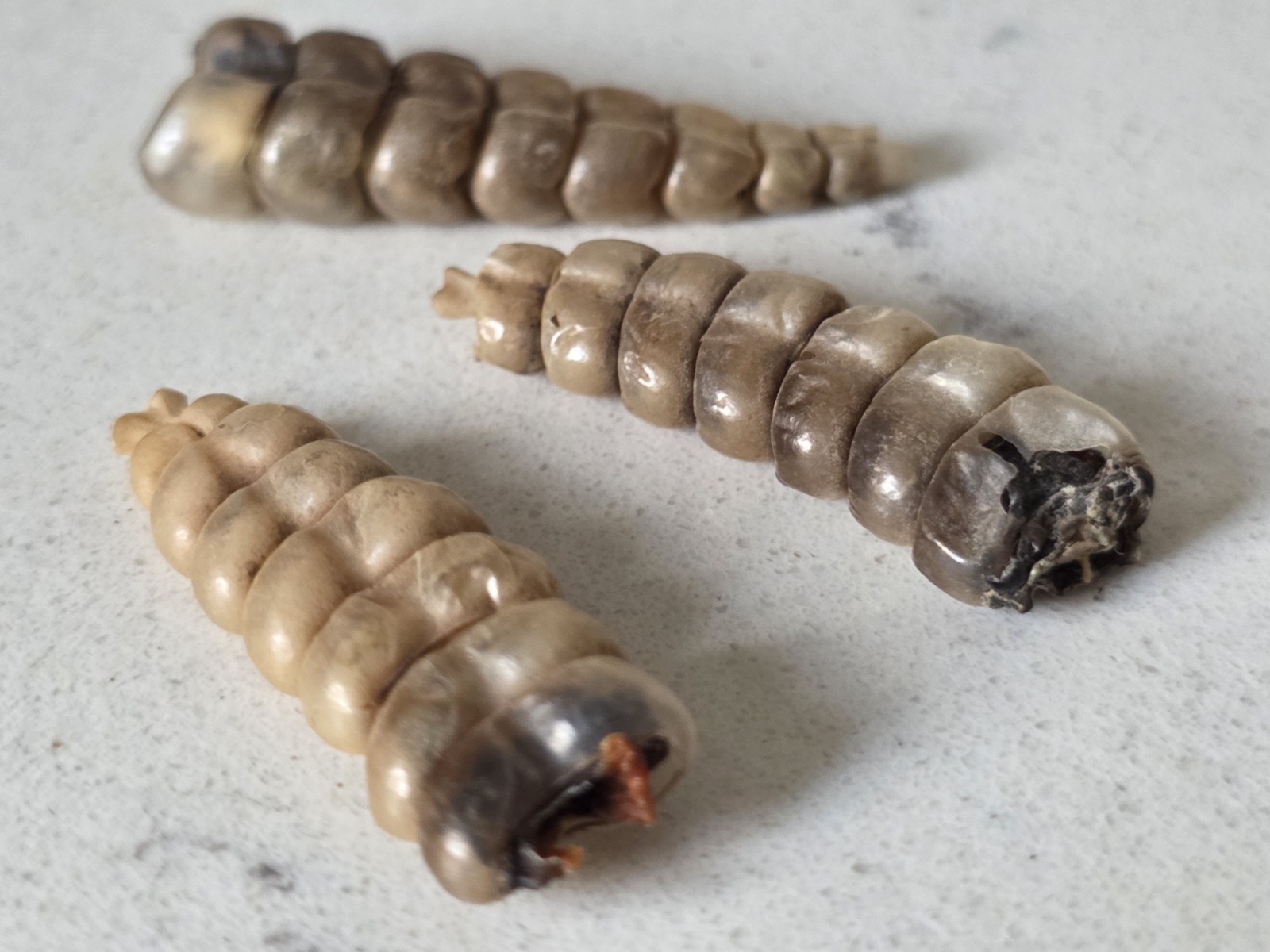 3 Medium Rattlesnake Rattles Taxidermy Diamondback Sidewinder