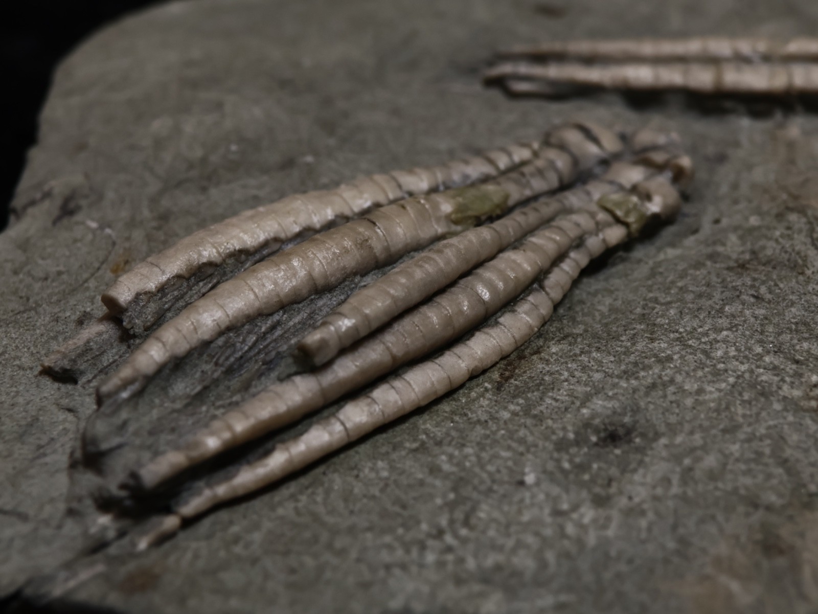 Two Scytalocrinus decadactylus Fossil Crinoids, Crawfordsville, Indiana