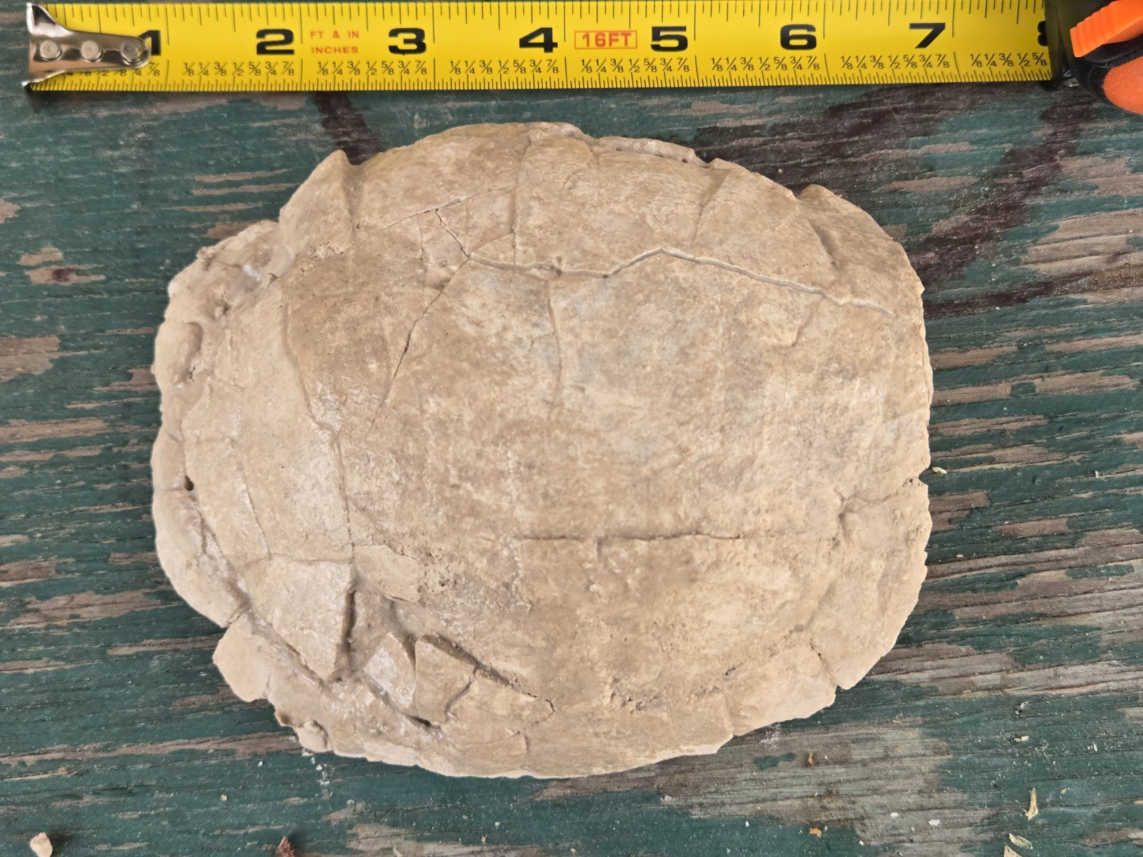 Oligocene Tortoise Fossil White River Badlands Stylemys from old collection