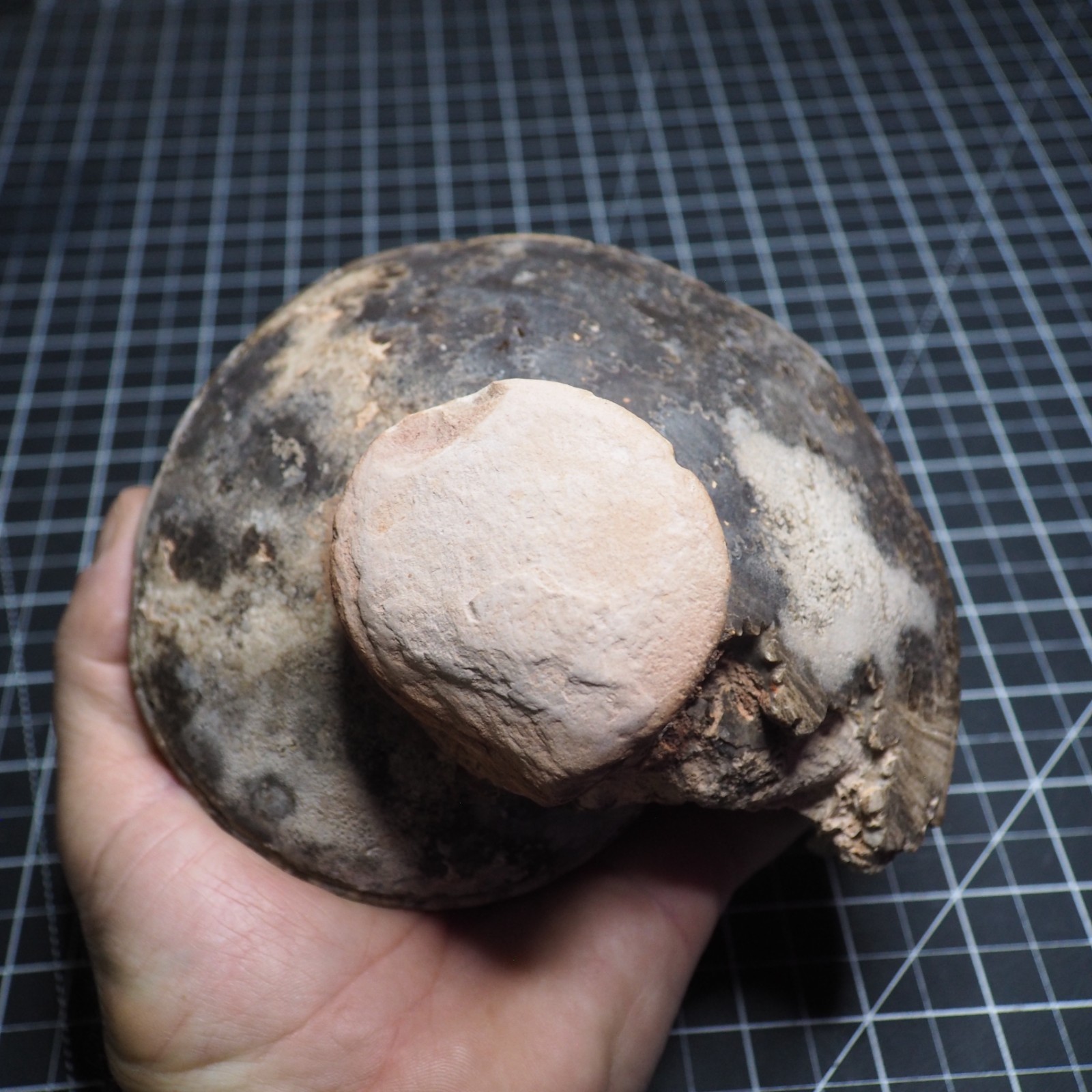 Study Specimen Choffaticeras Ammonite 155 mm 1.7 kg Fossil Siphuncle Cretaceous