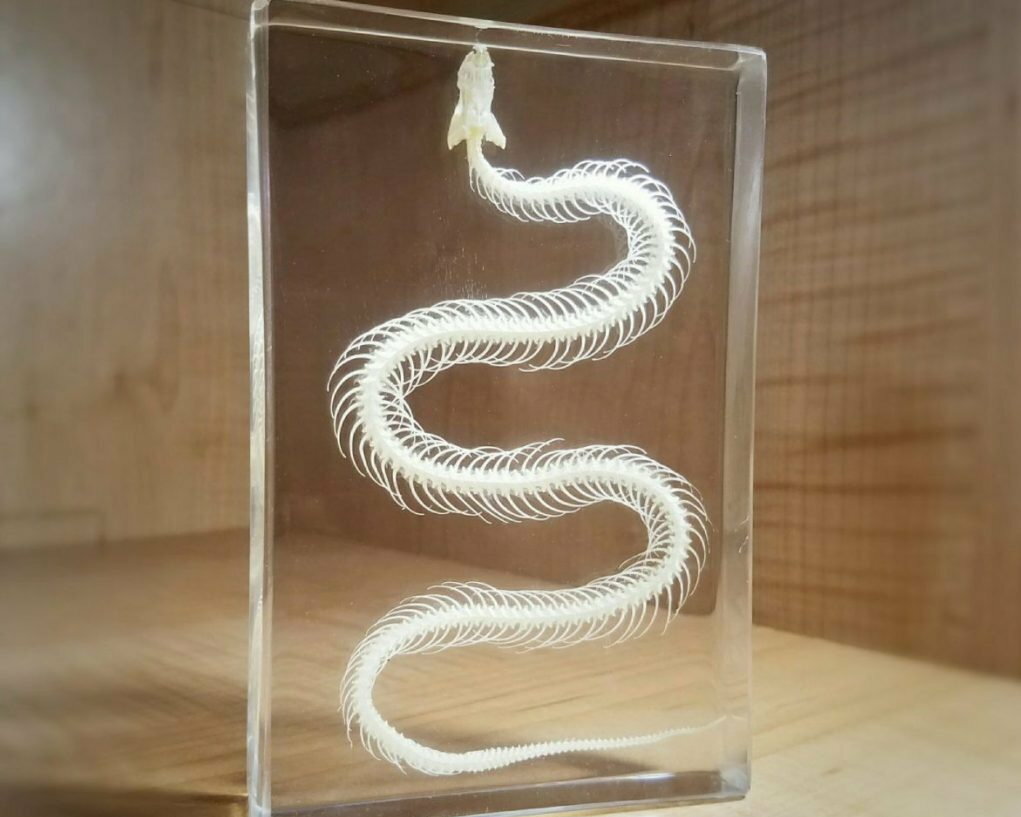 Large Snake Skeleton In Resin, Animal Skeletons, Oddities, Hypsiscopus Plumbea