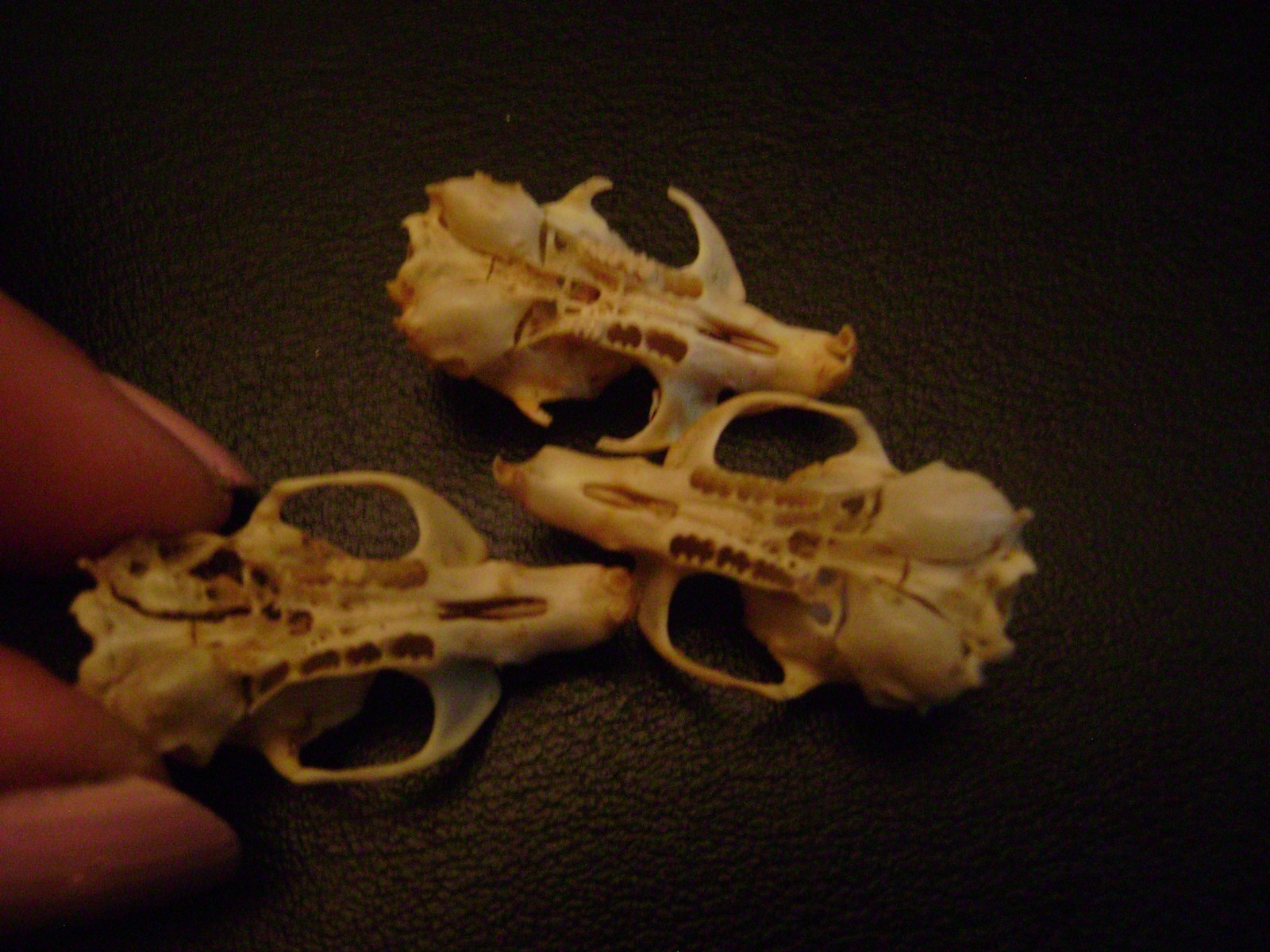 3 BLIND MICE real rat skulls HALLOWEEN CRAFTS taxidermy display BONES animal lot
