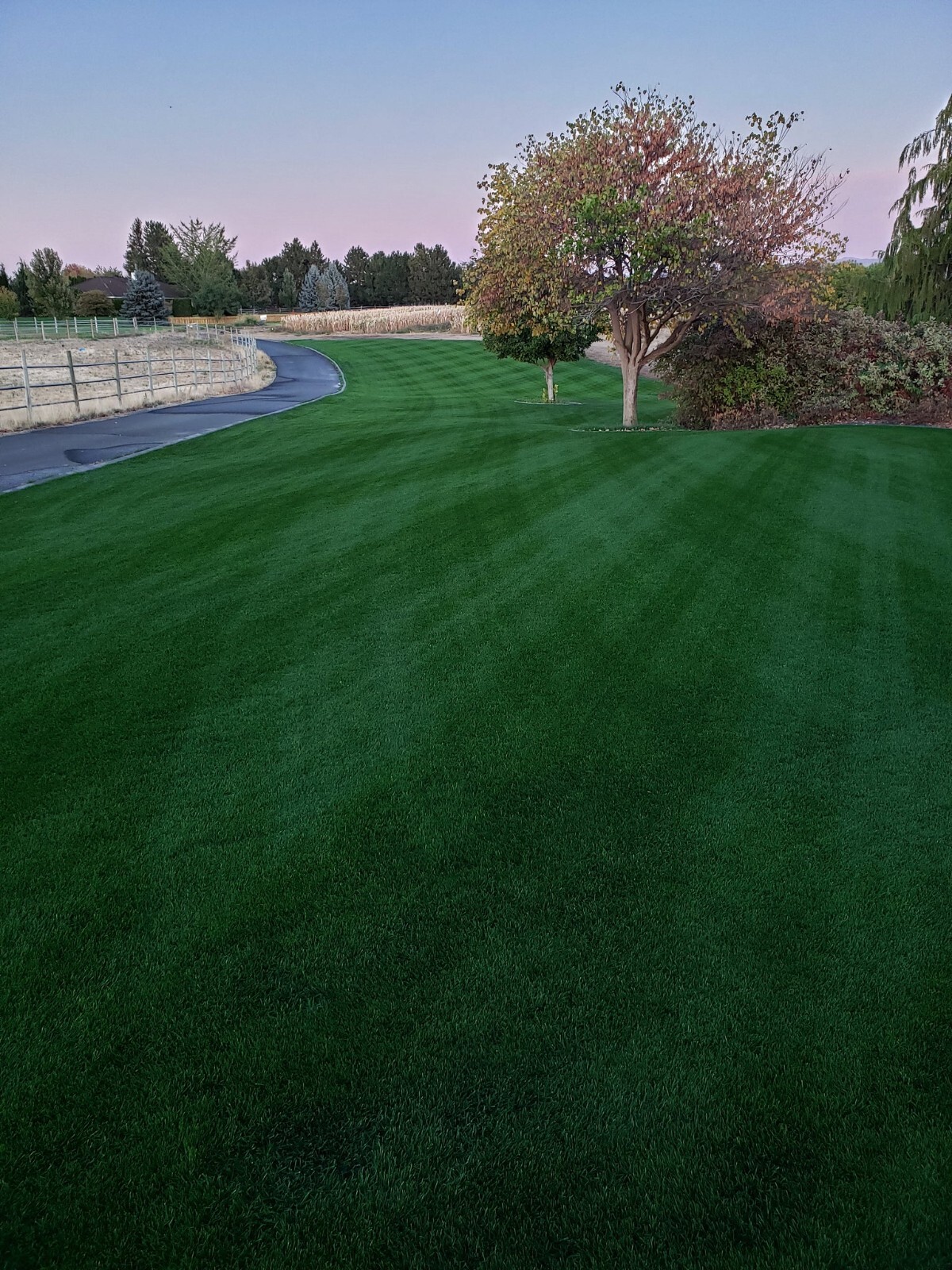 YARA Turf Royale Fertilizer 21-7-14 ALL SEASON LAWN Pro Fertilizer Prilled FAST