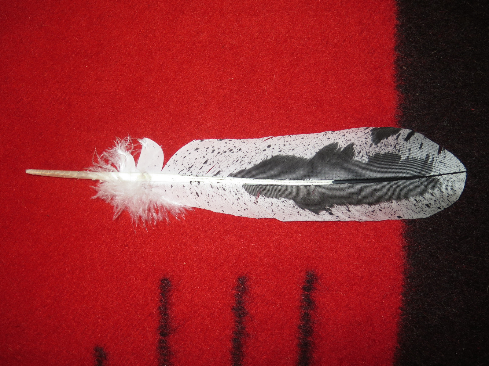 Native American made hand painted Immature Bald Eagle feather